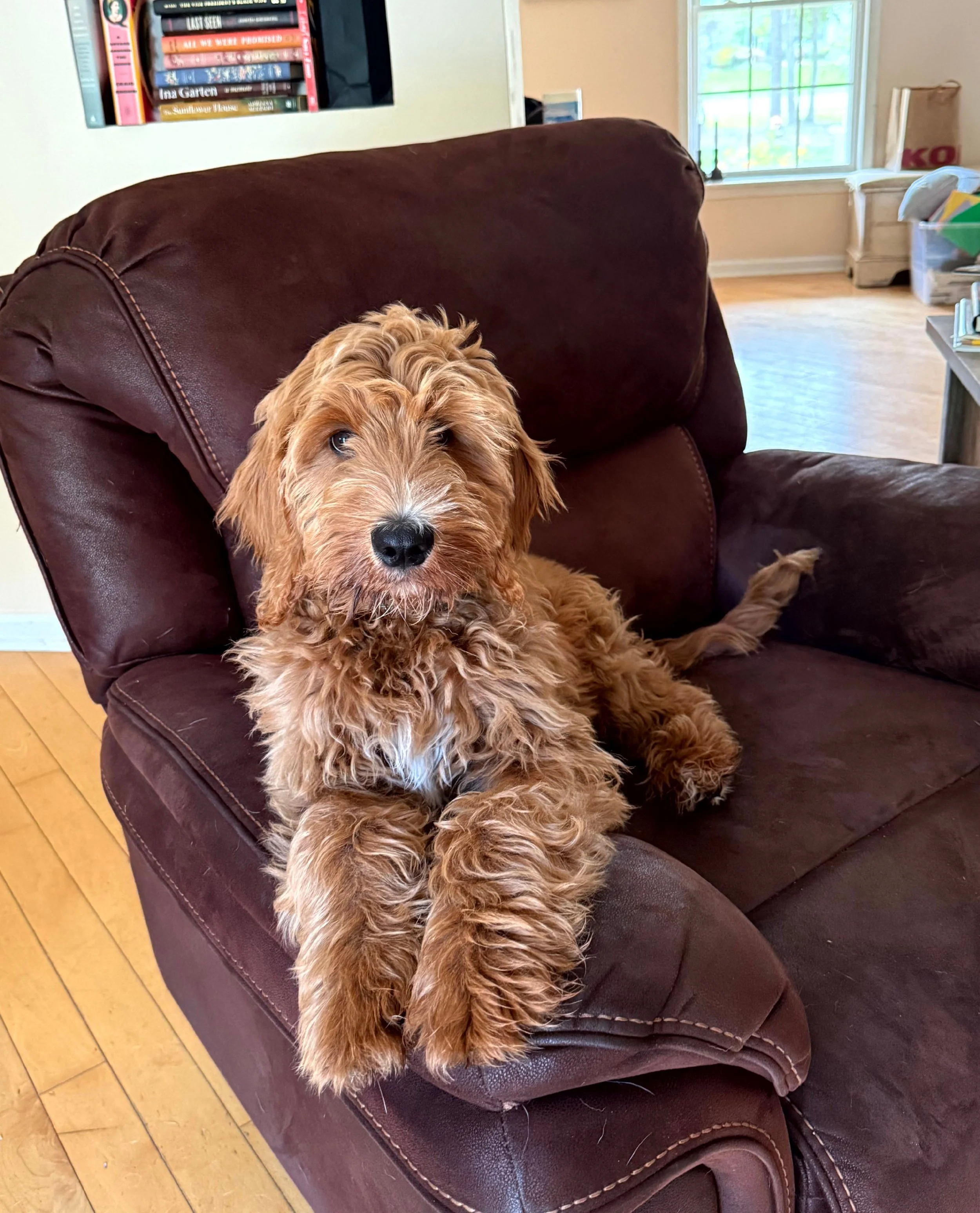 Archie - Golden Doodle