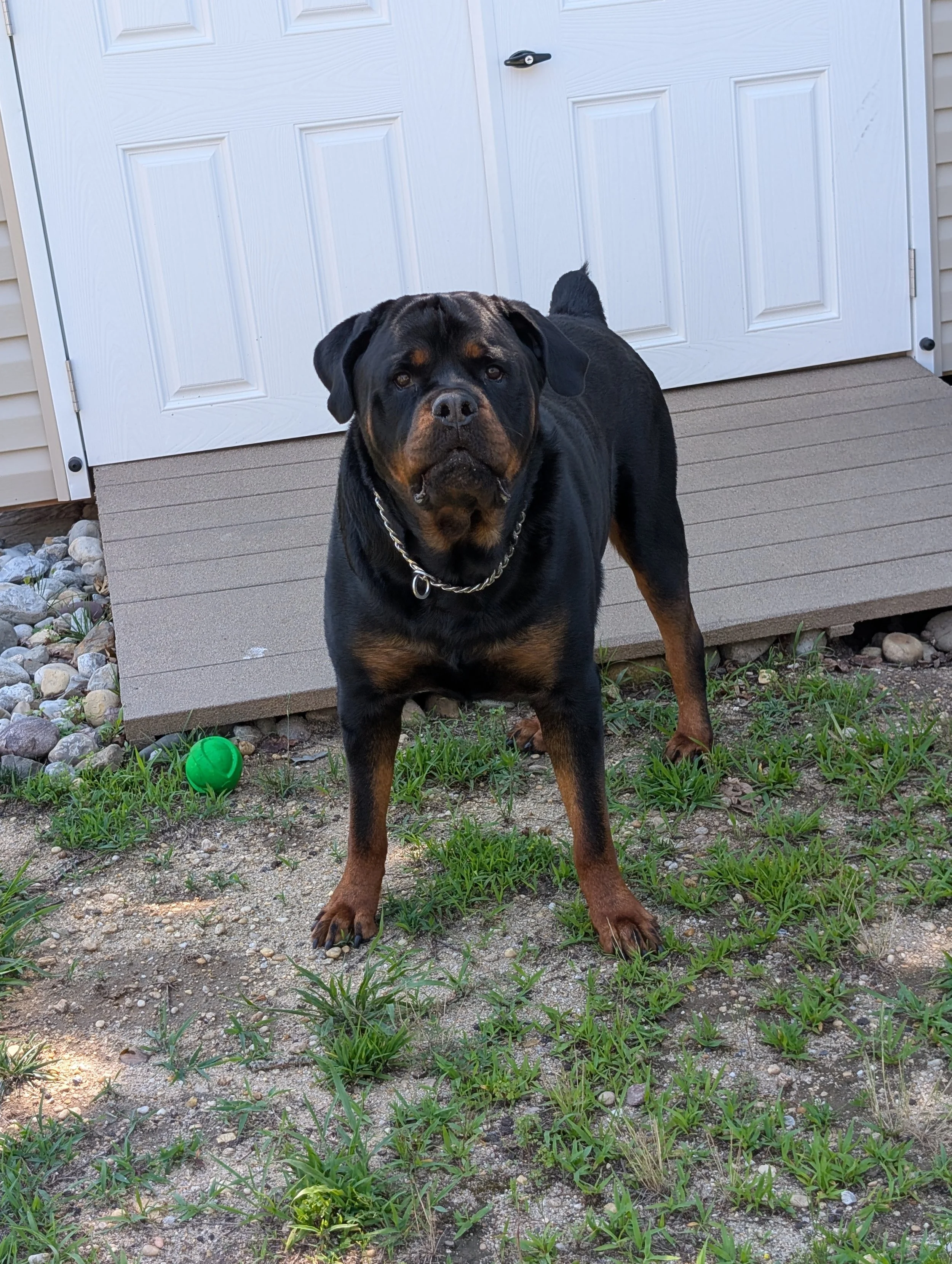 Diesel - Rottweiler