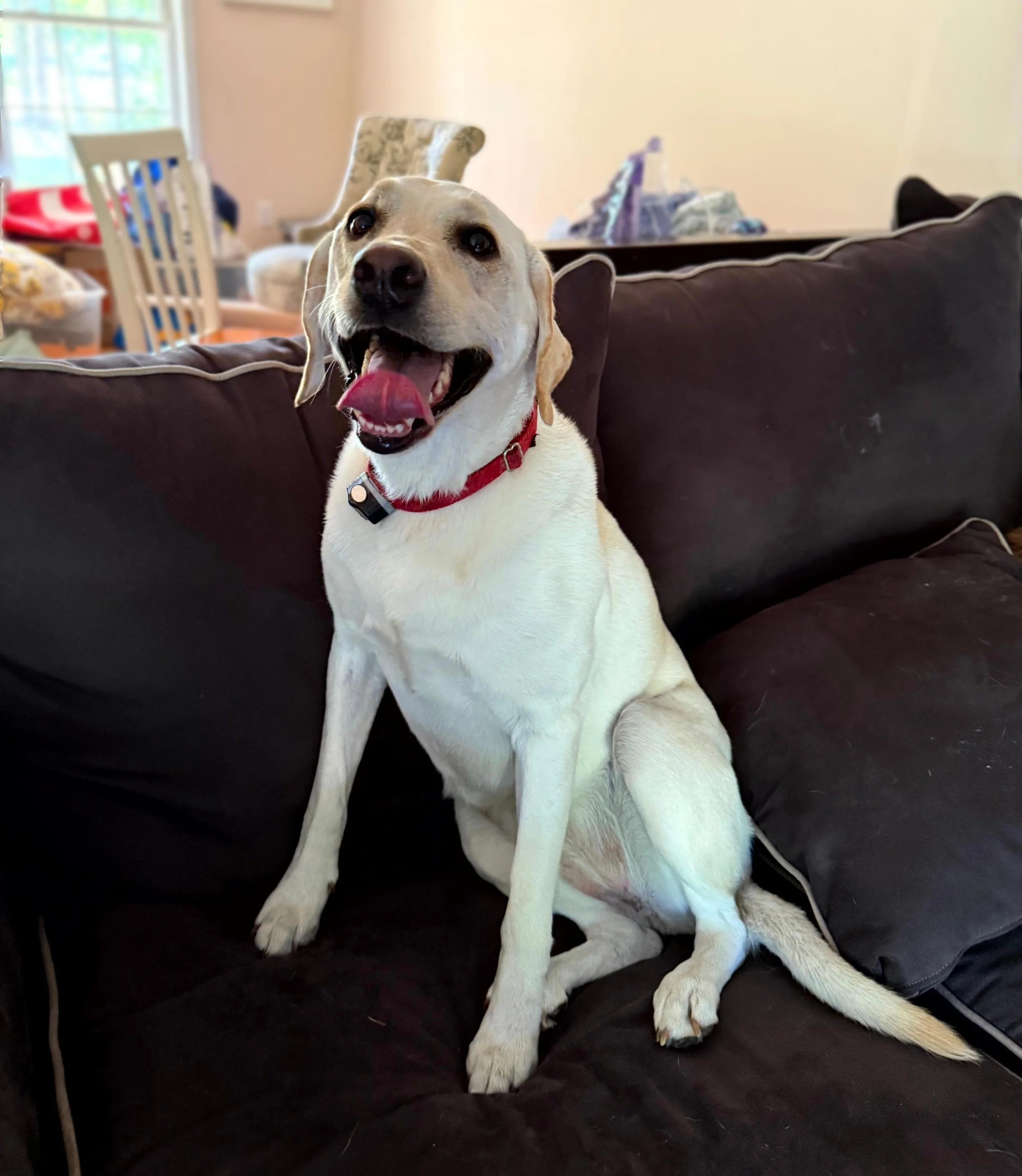 Sugar - Labrador Retriever