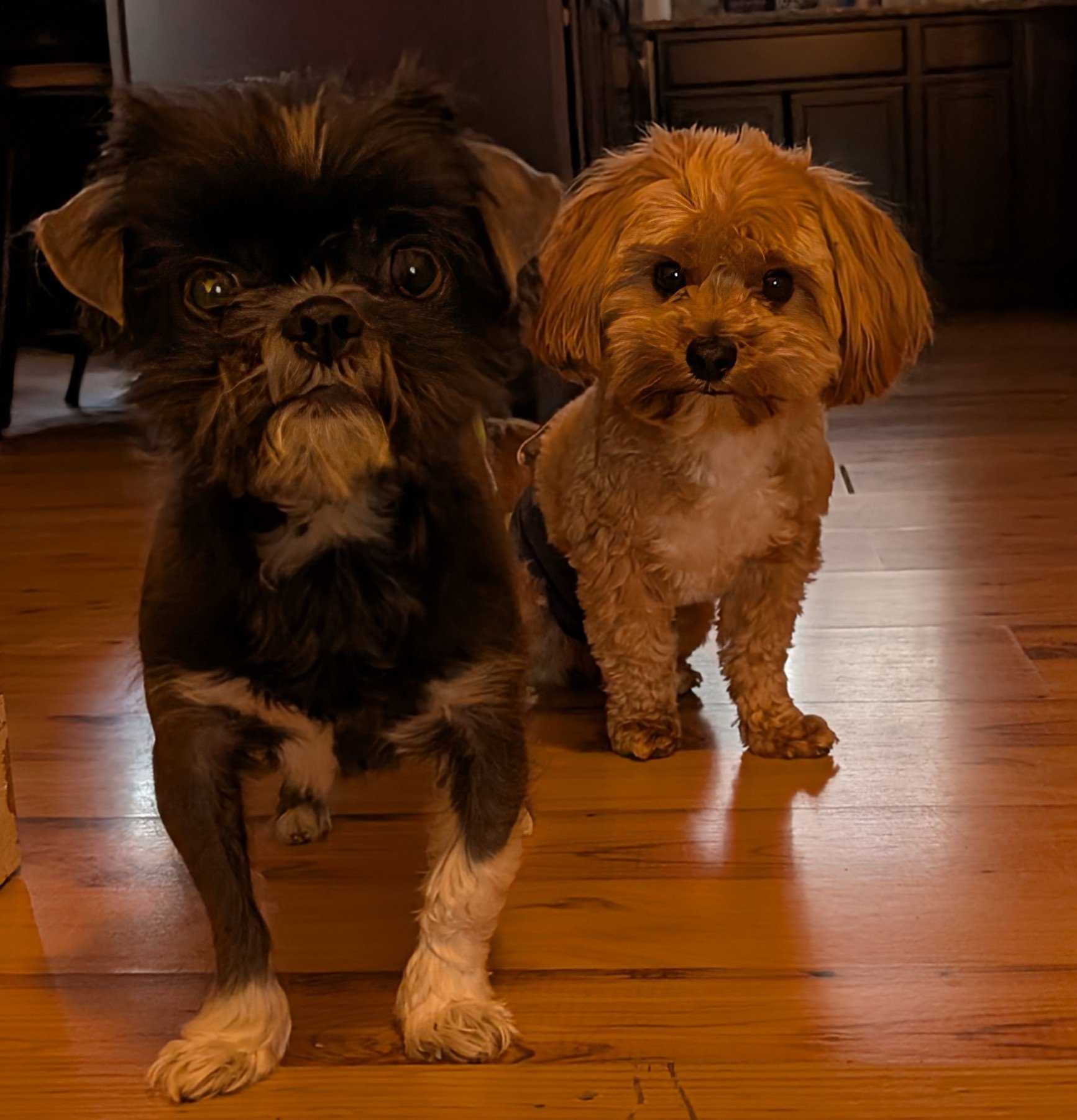 Ziggy & Ollie - 1 year old Shorkies