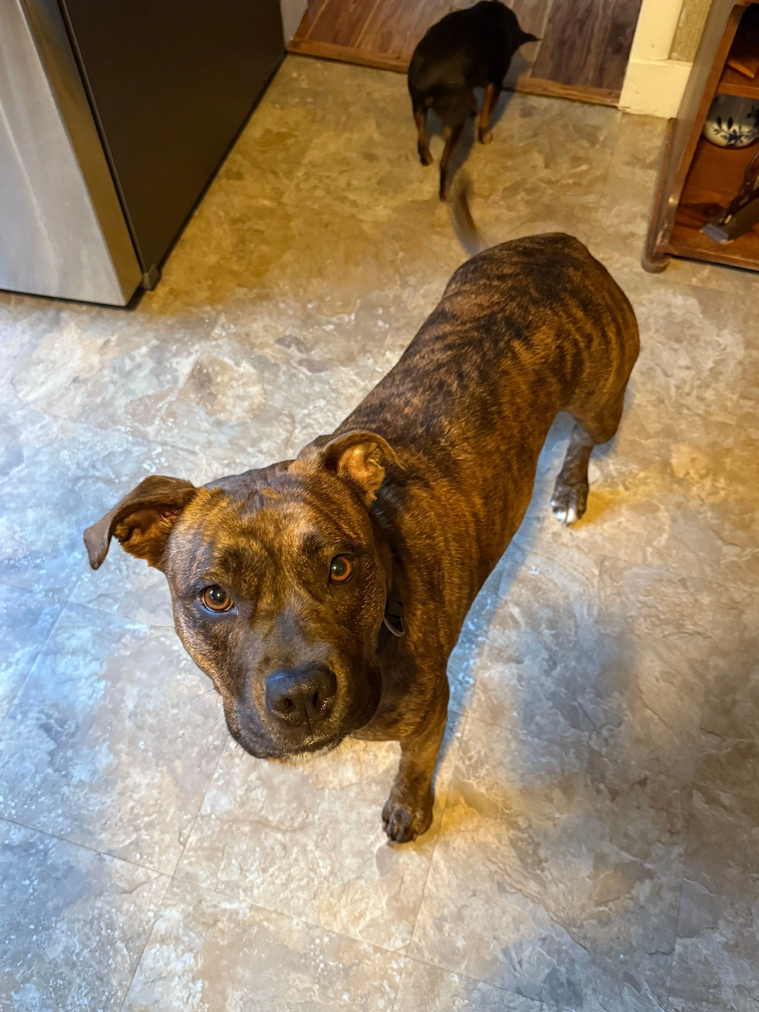 Nova - Pitbull