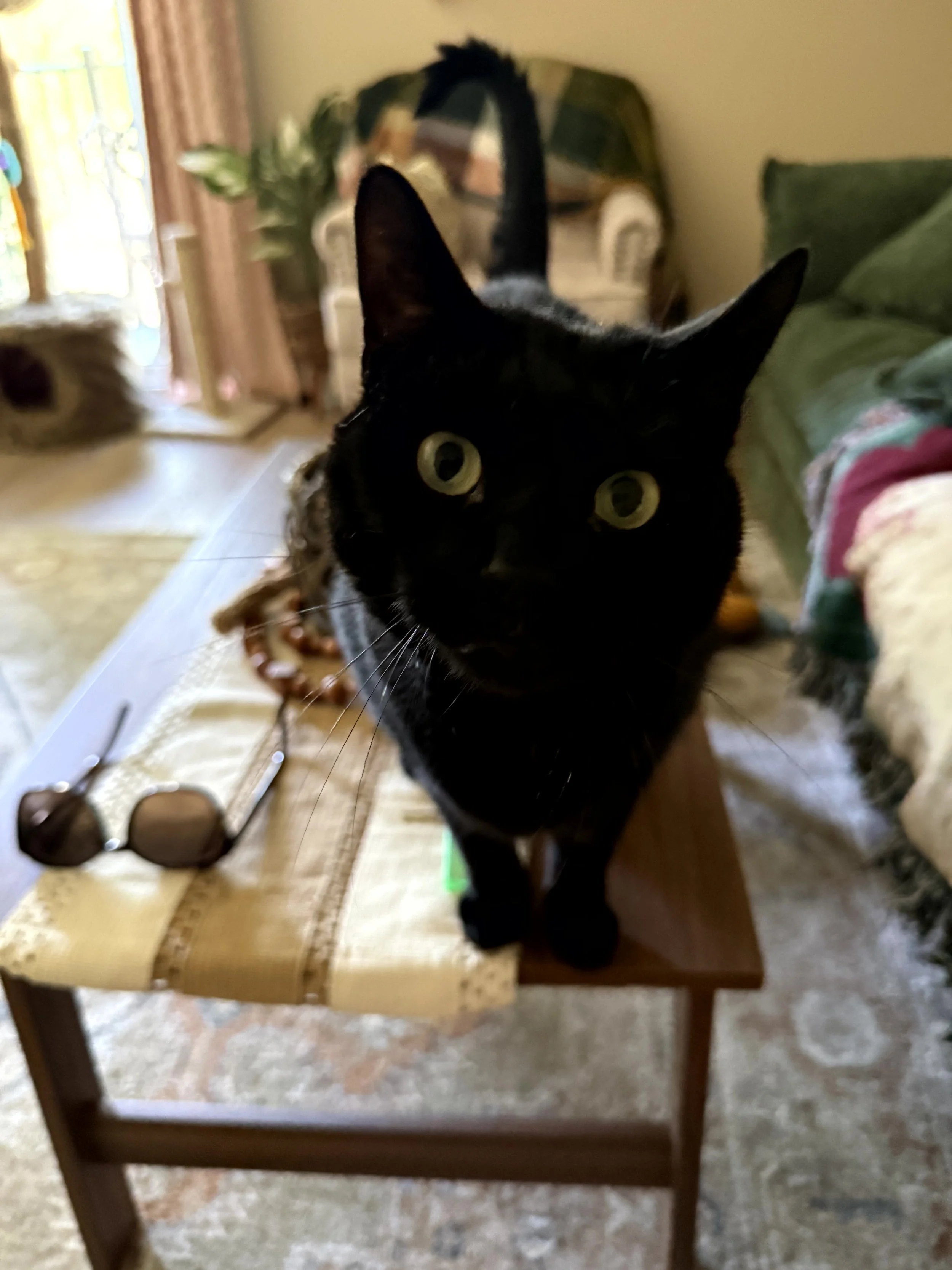 Kitty