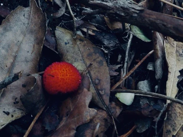 automne rouge.jpeg