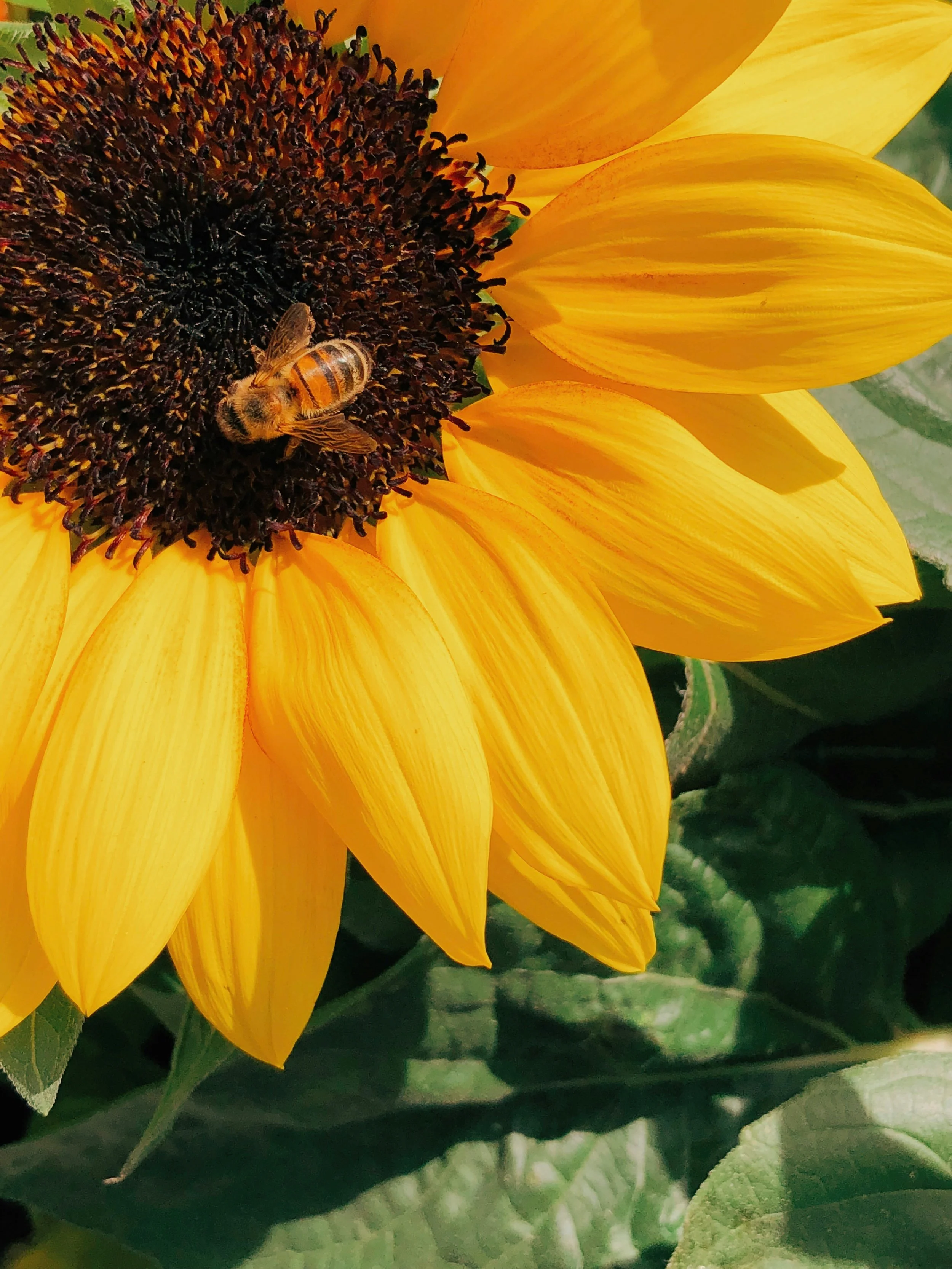 A bee gathers pollen from the center of a bright yellow sunflower.