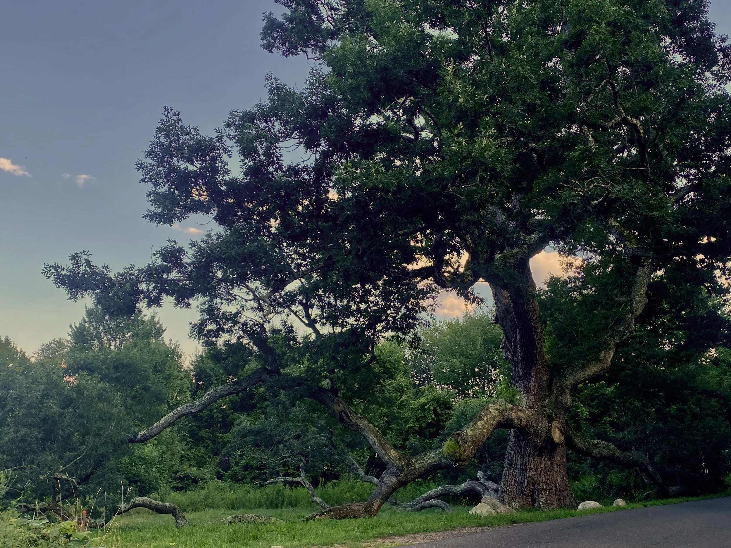 Large, sprawling tree with thick branches located near a road, surrounded by lush greenery and a grassy area, under a clear blue sky.