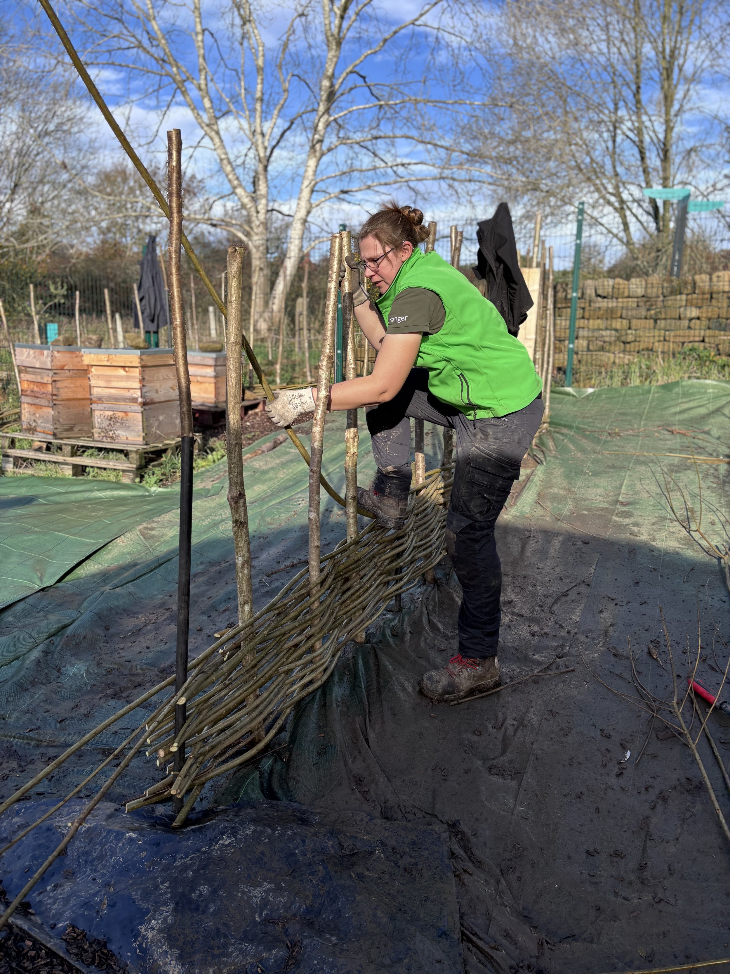 Using 2 year old willow for a continuous weave with complete novices.