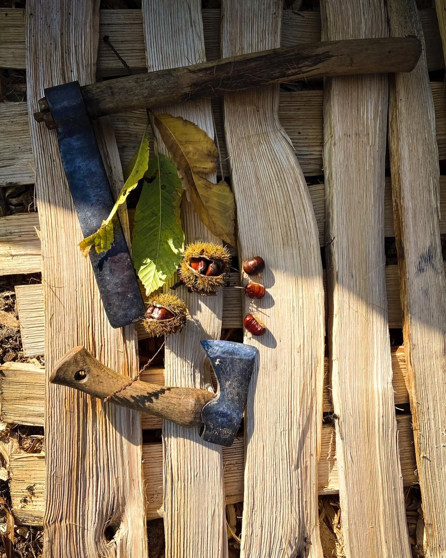 Chestnut Pales