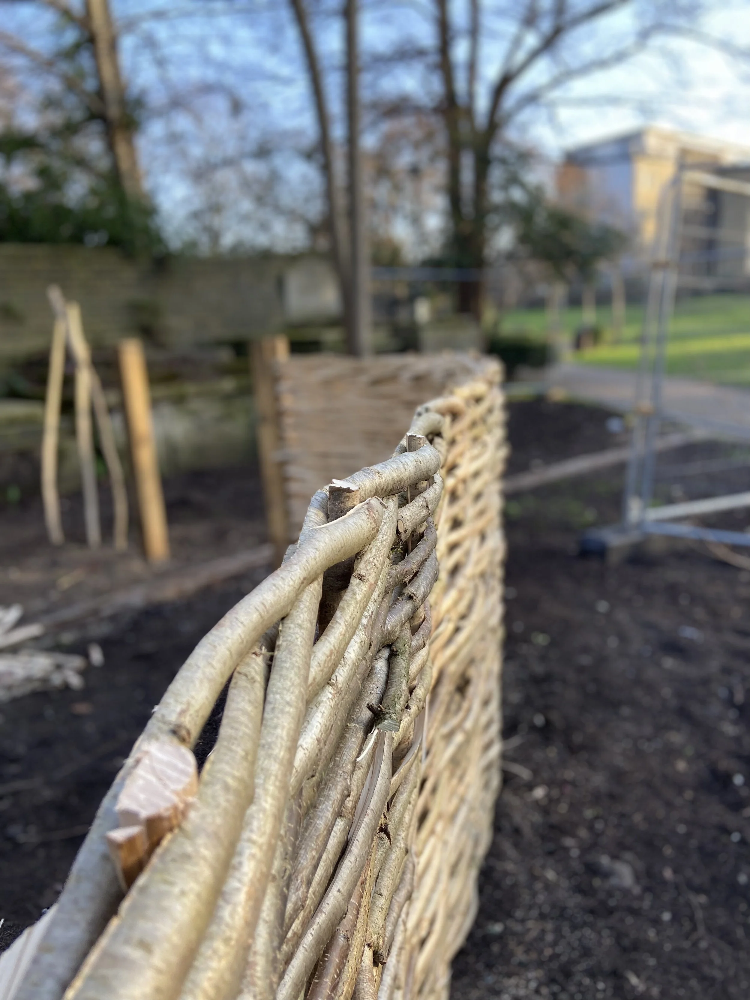 Hazel fencing at the Garden Museum, London. A fabulous community project with the design by Dan Pearson Studio