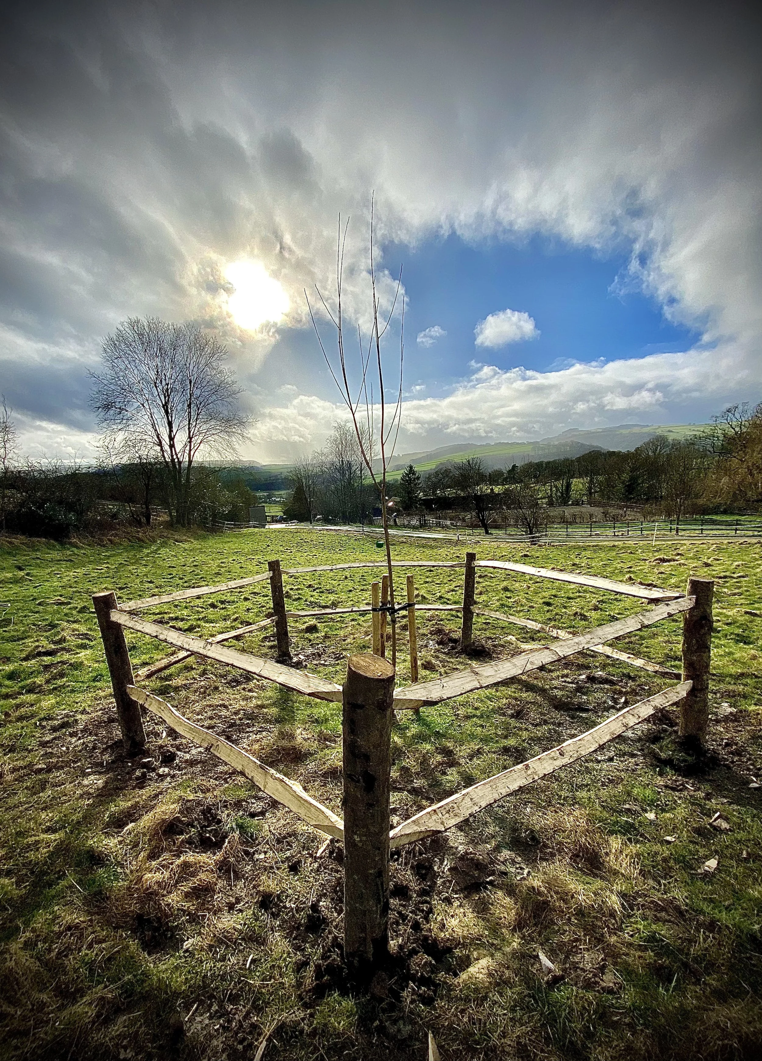 Cleft Chestnut Tree Guards