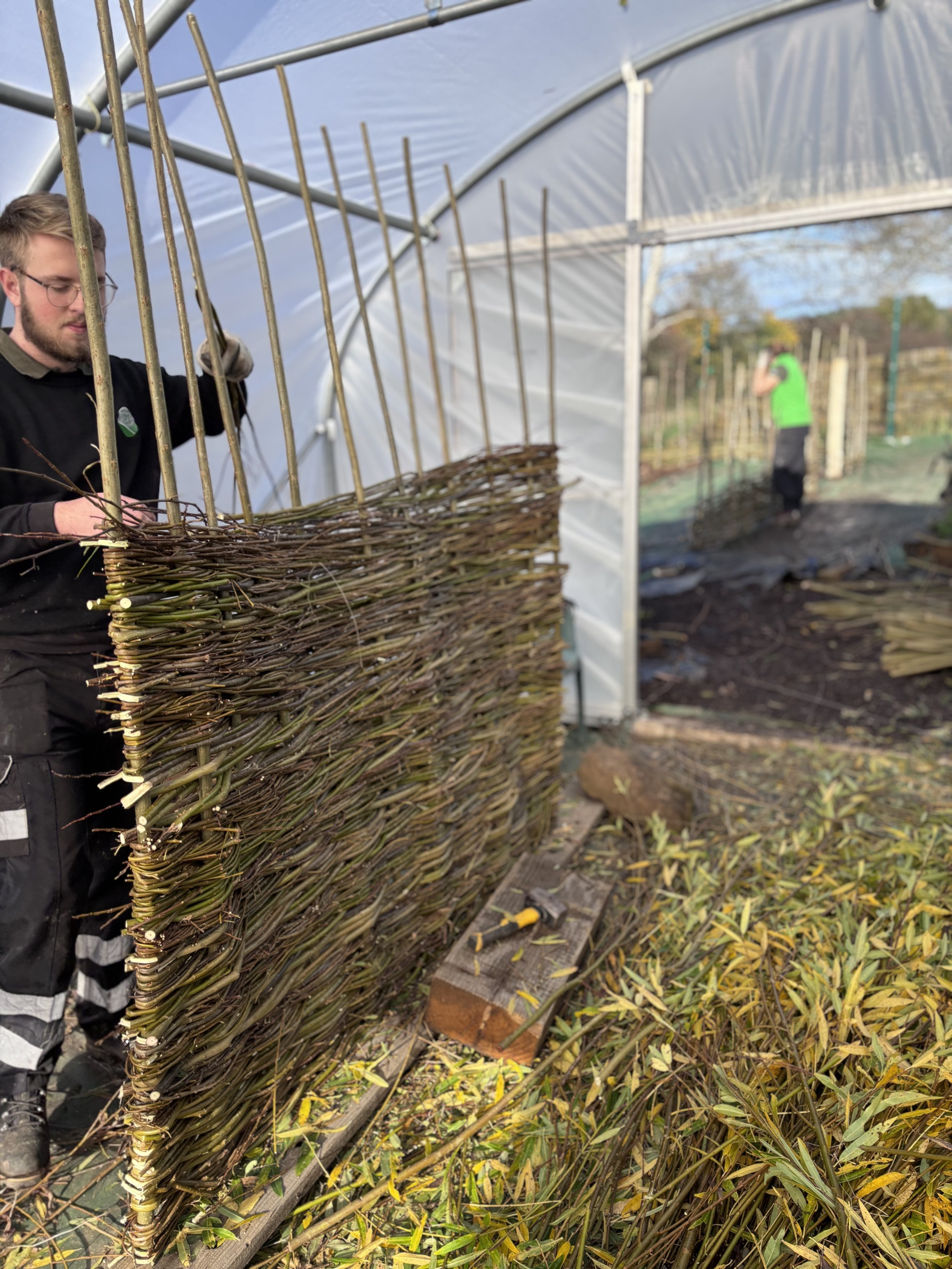 Teaching a complete beginner how to weave a traditional Willow hurdle.