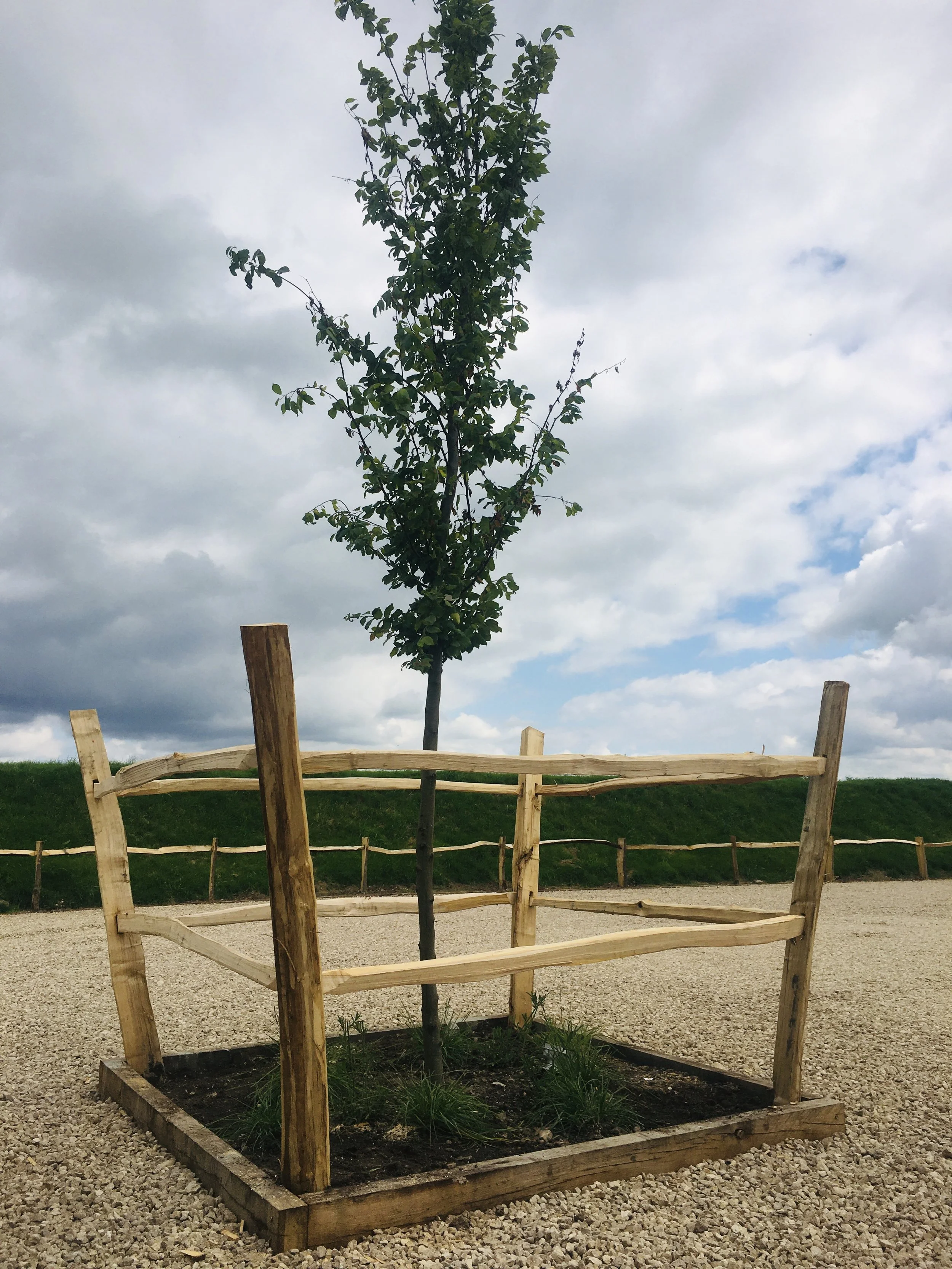 Cleft Chestnut Tree Guard