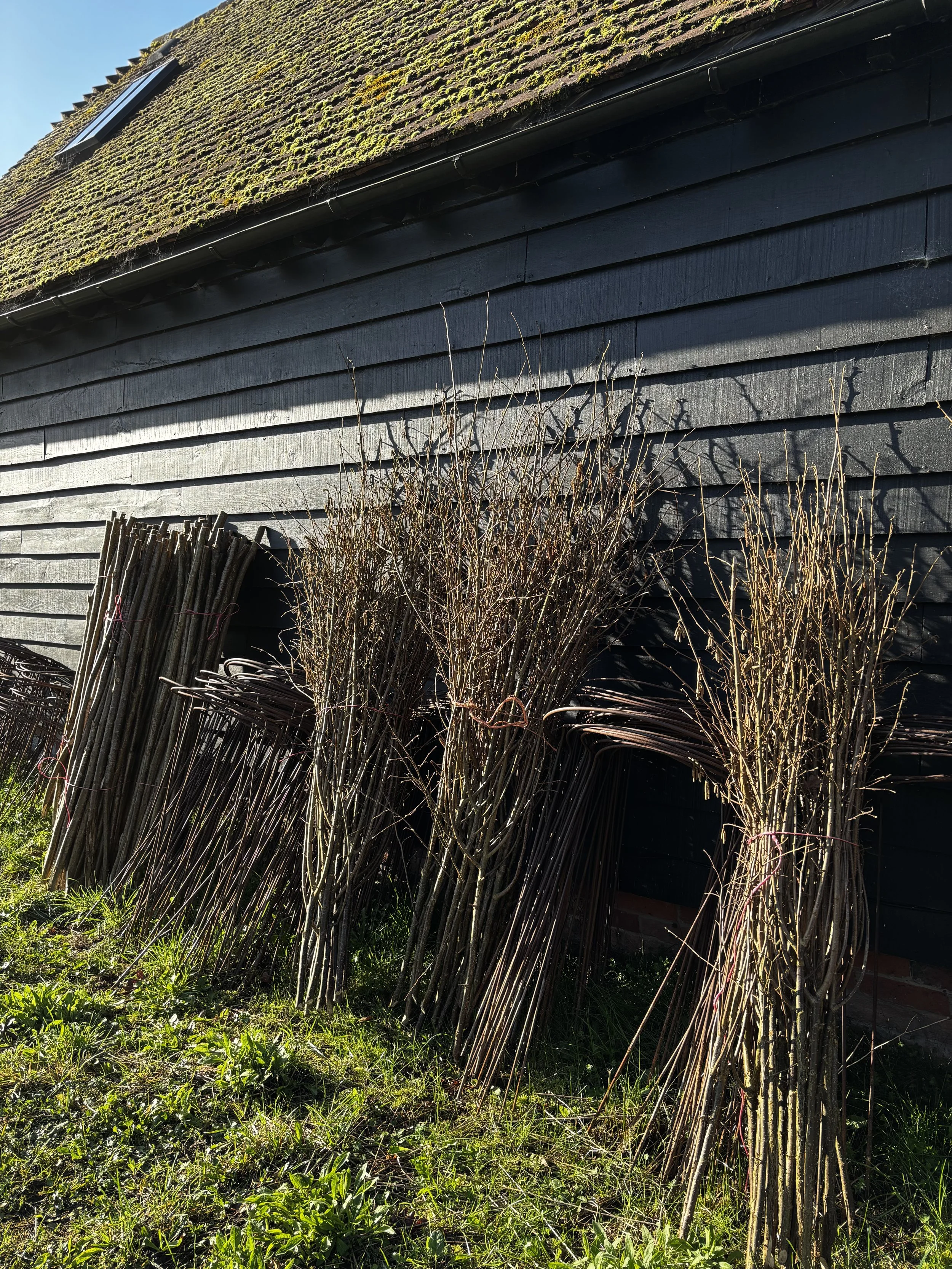 Pea sticks and flower stakes