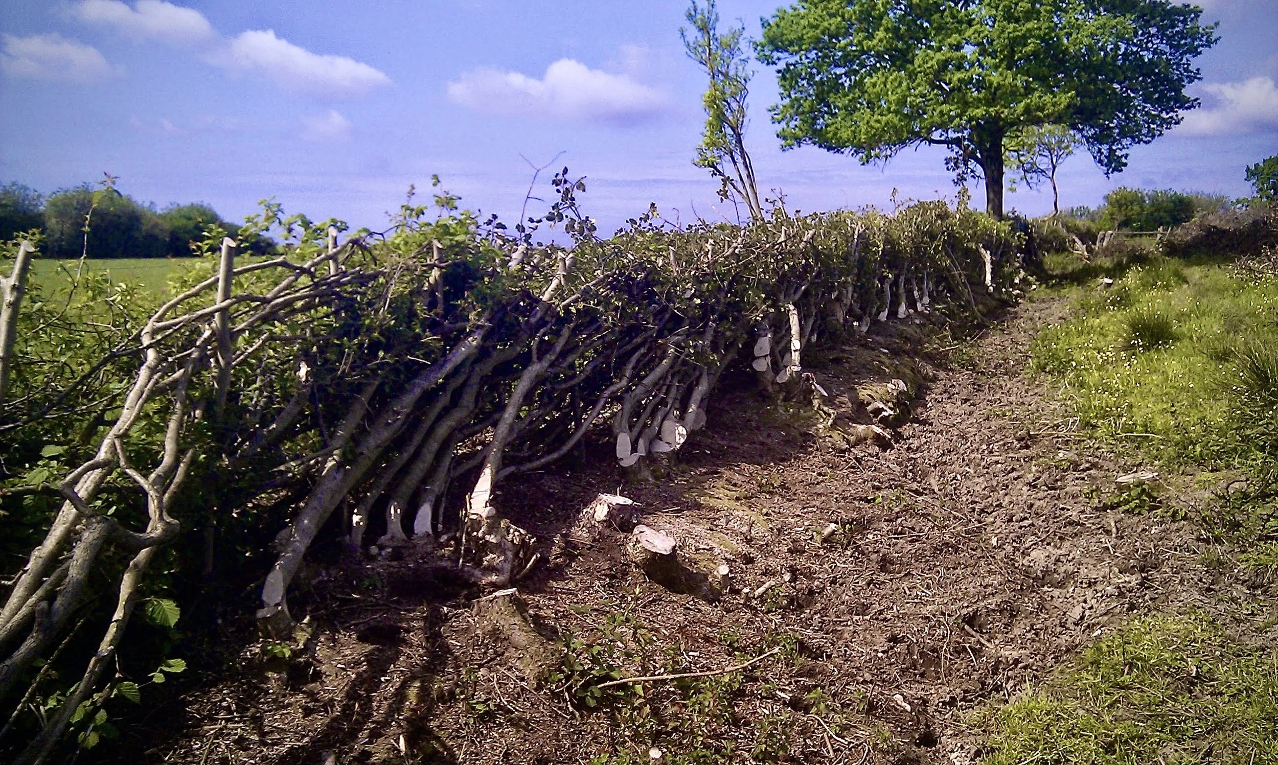 IMAG0417.jpg