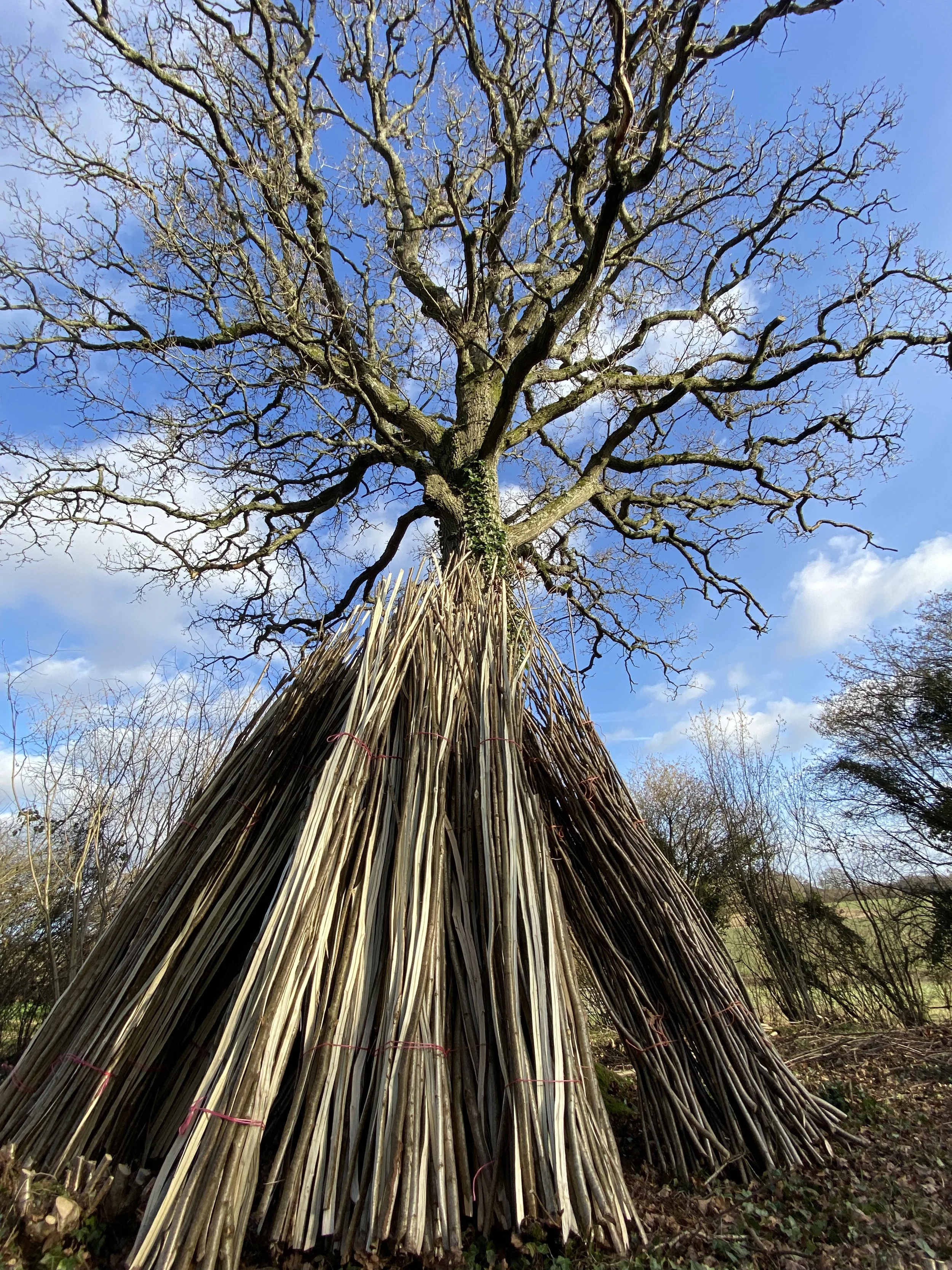 Hazel Rods split and stored in the wood ready to be transported to site and woven.