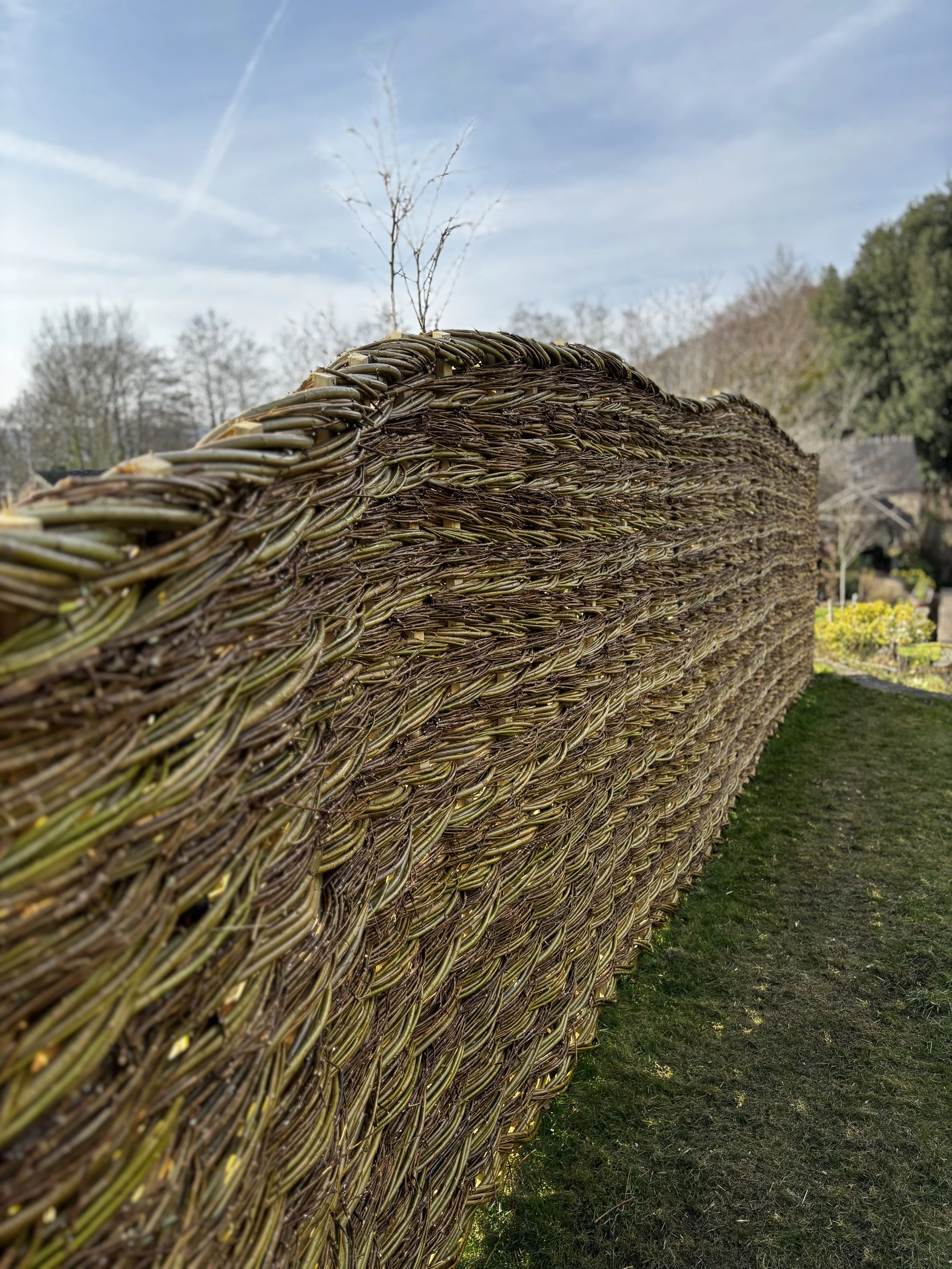 Willow Hurdle woven in situ with sawn uprights