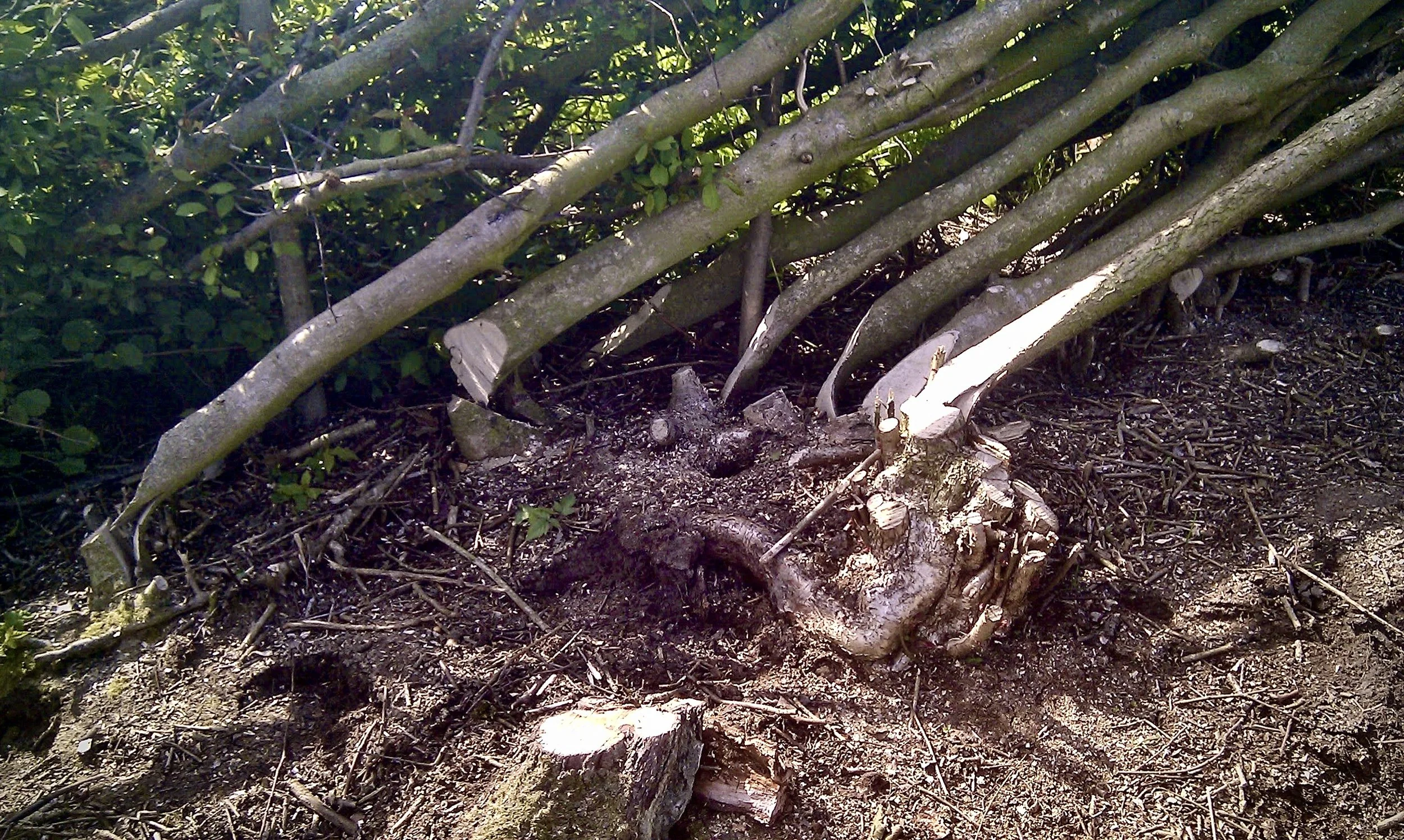 IMAG0418.jpg