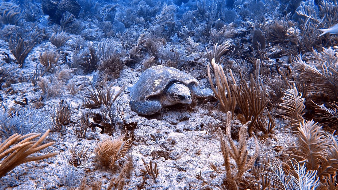 So many turtles wanted their pictures taken. 🐢 #pvdpro #puravidadivers #scubadiving #westpalmbeach #turtle