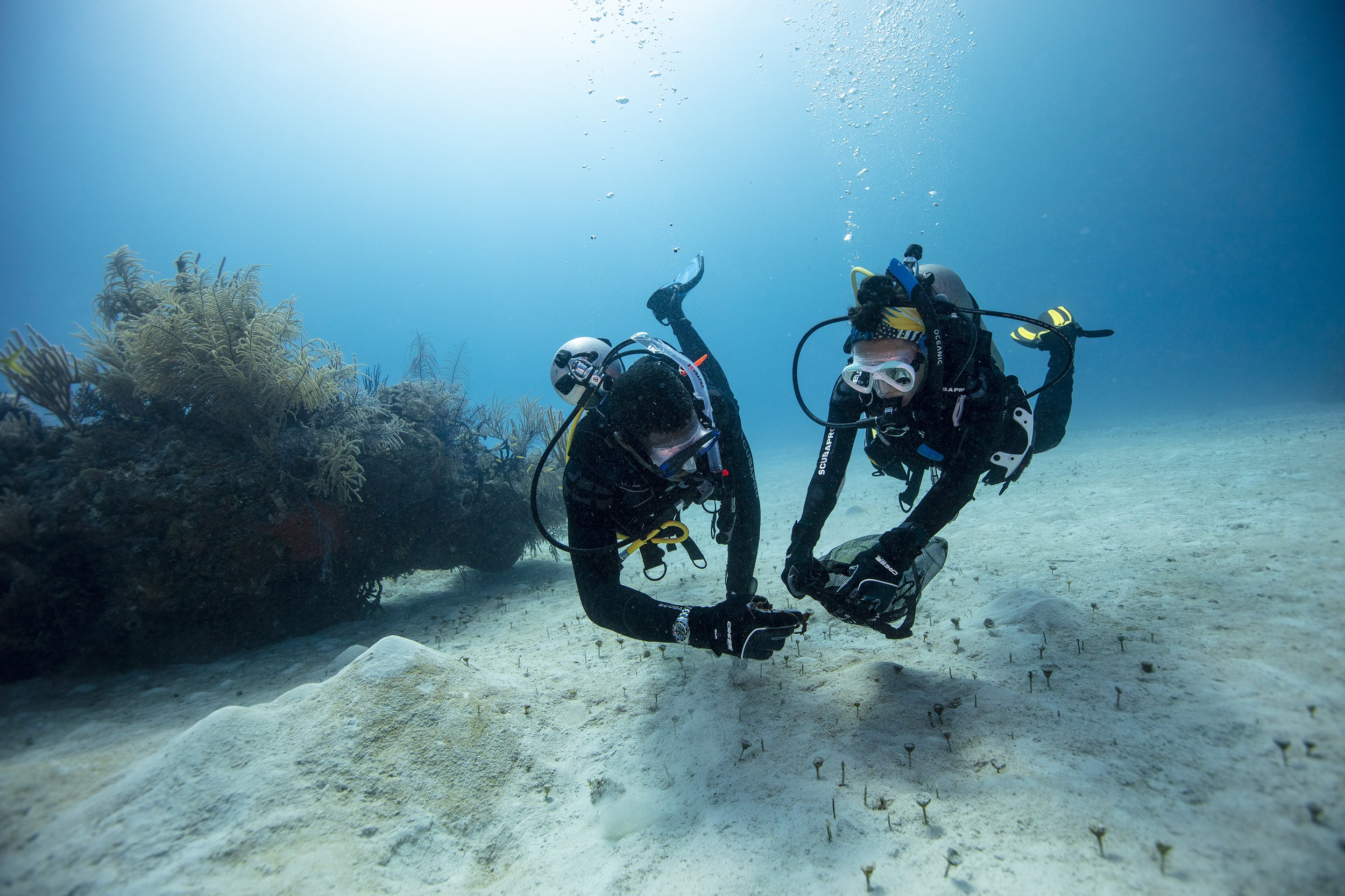 Dive Against Debris (Private Course)