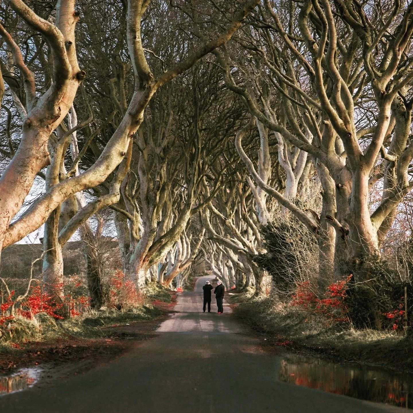 Tours of Northern Ireland.

Tour the North Coast and visit Giant&rsquo;s Causeway | Bushmills Distillery and much more. From 1 person to large groups