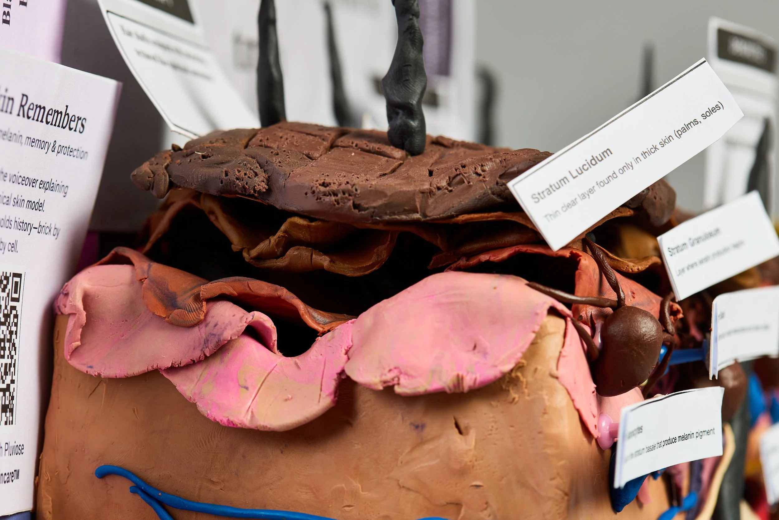 "Scientific illustration of melanin-rich skin featuring melanocytes, keratinocytes, hair follicles, sebaceous glands, and barrier layers.