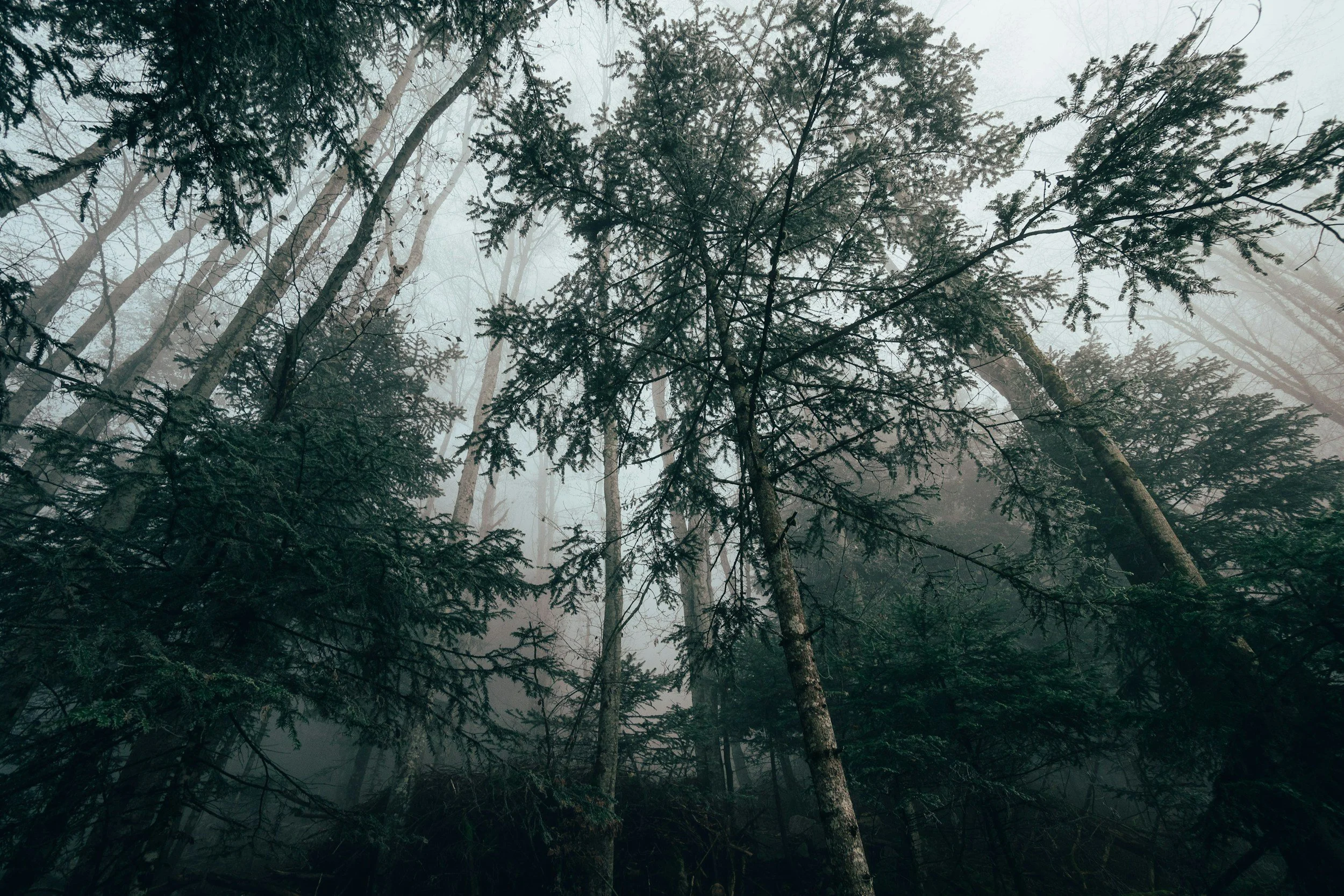 A dense forest with tall trees shrouded in fog, creating a mysterious and atmospheric scene.
