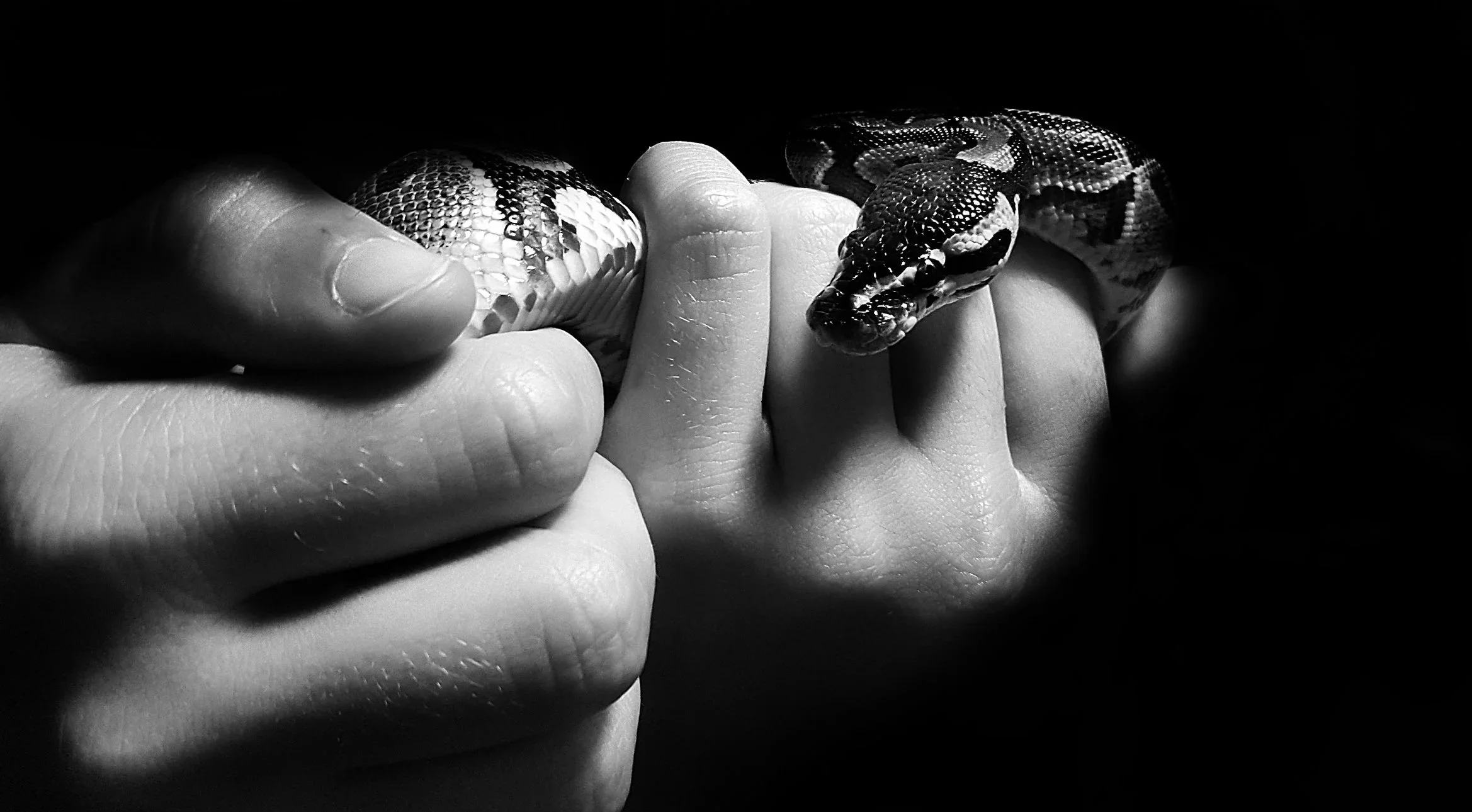 Snakea.jpg