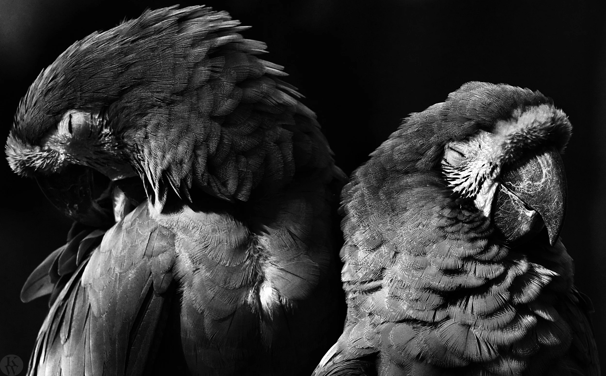 BW macaws2.jpg