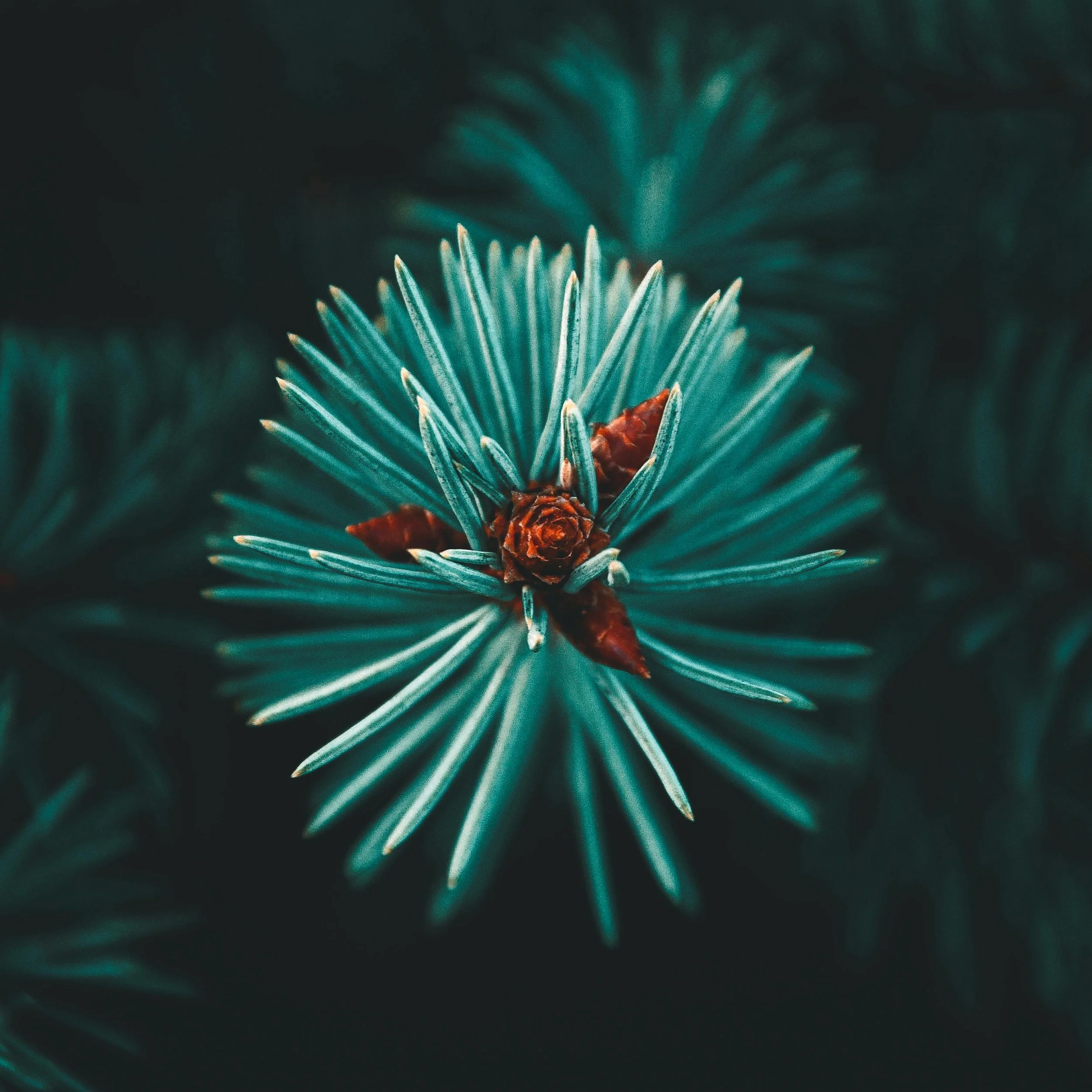 Social Media Marketing: Ember Plan