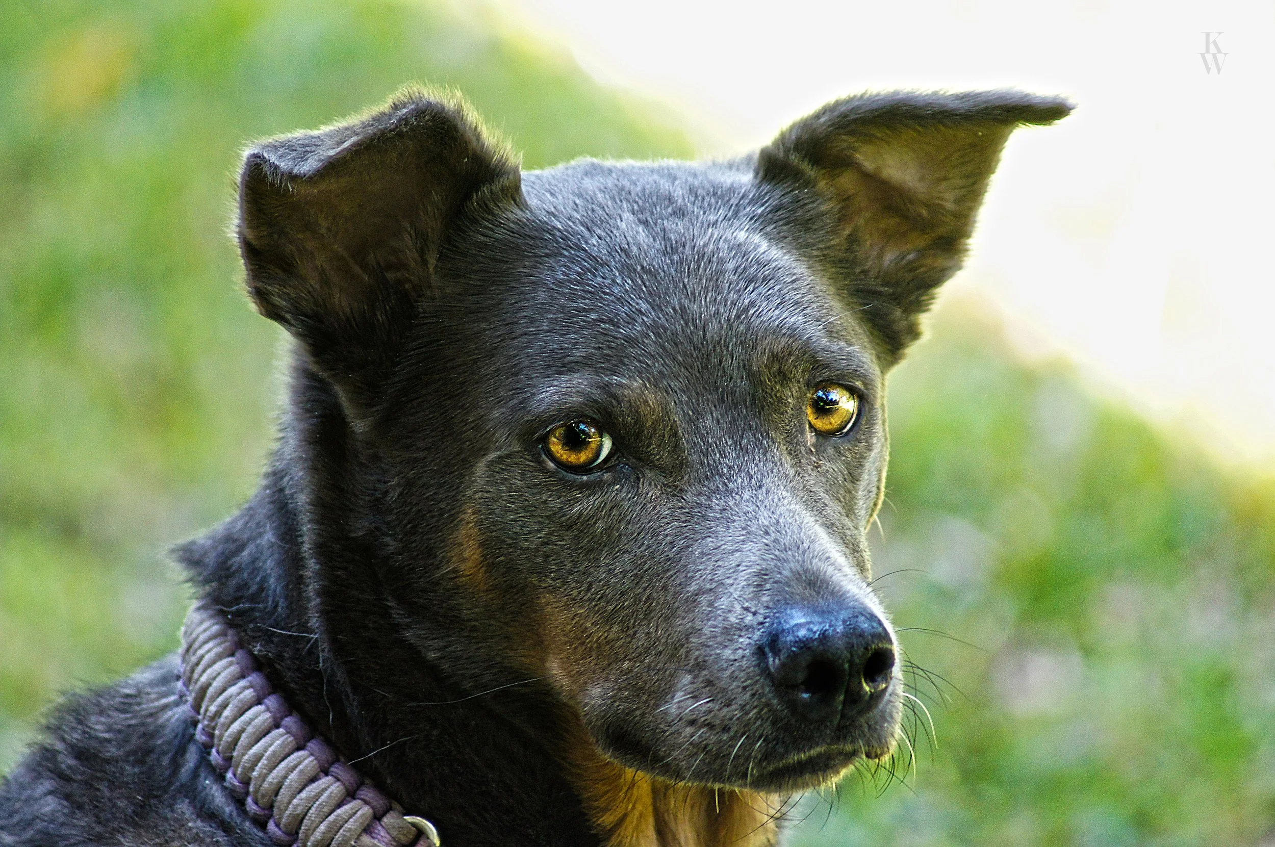 Lacy 2.jpg