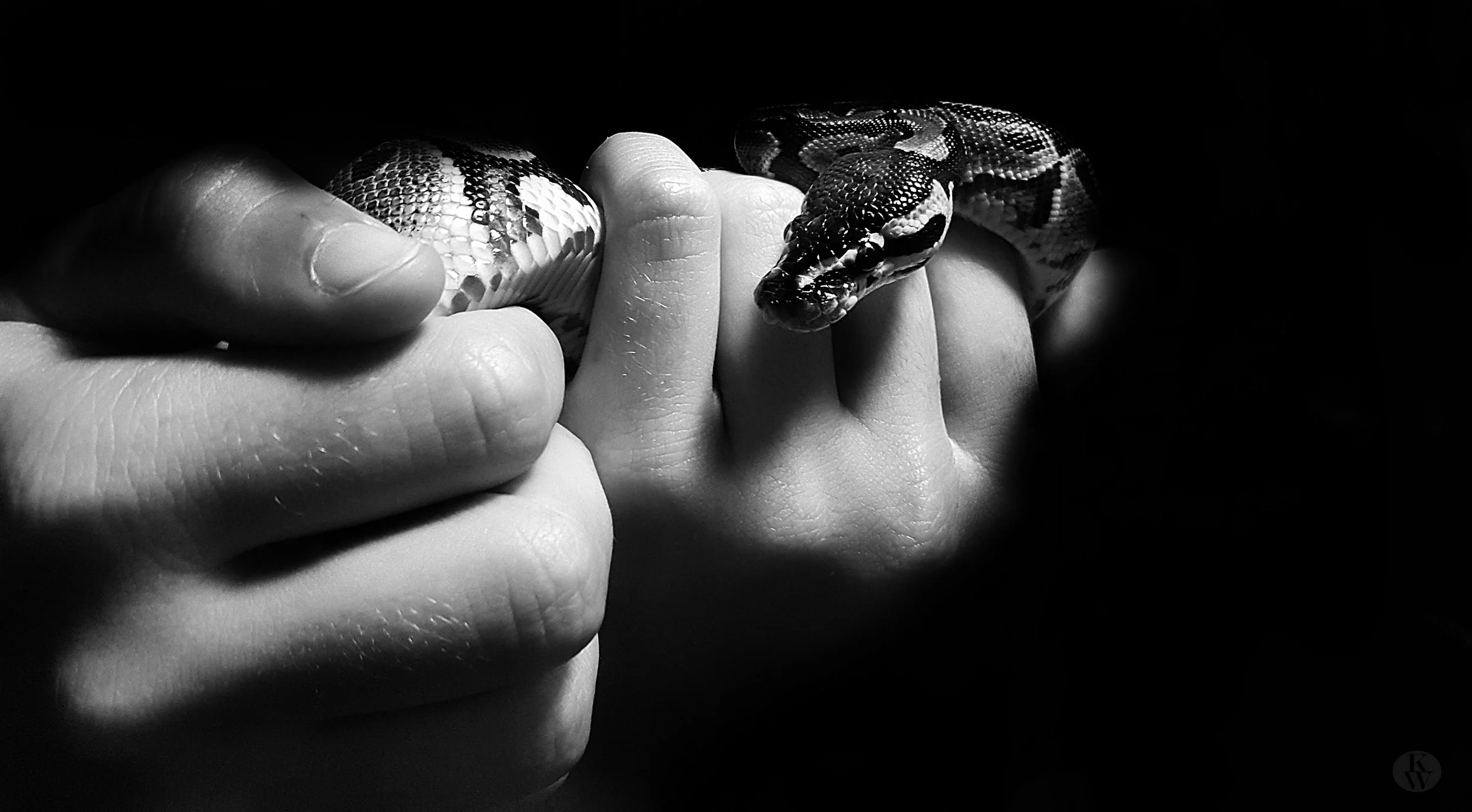 Snakea.jpg