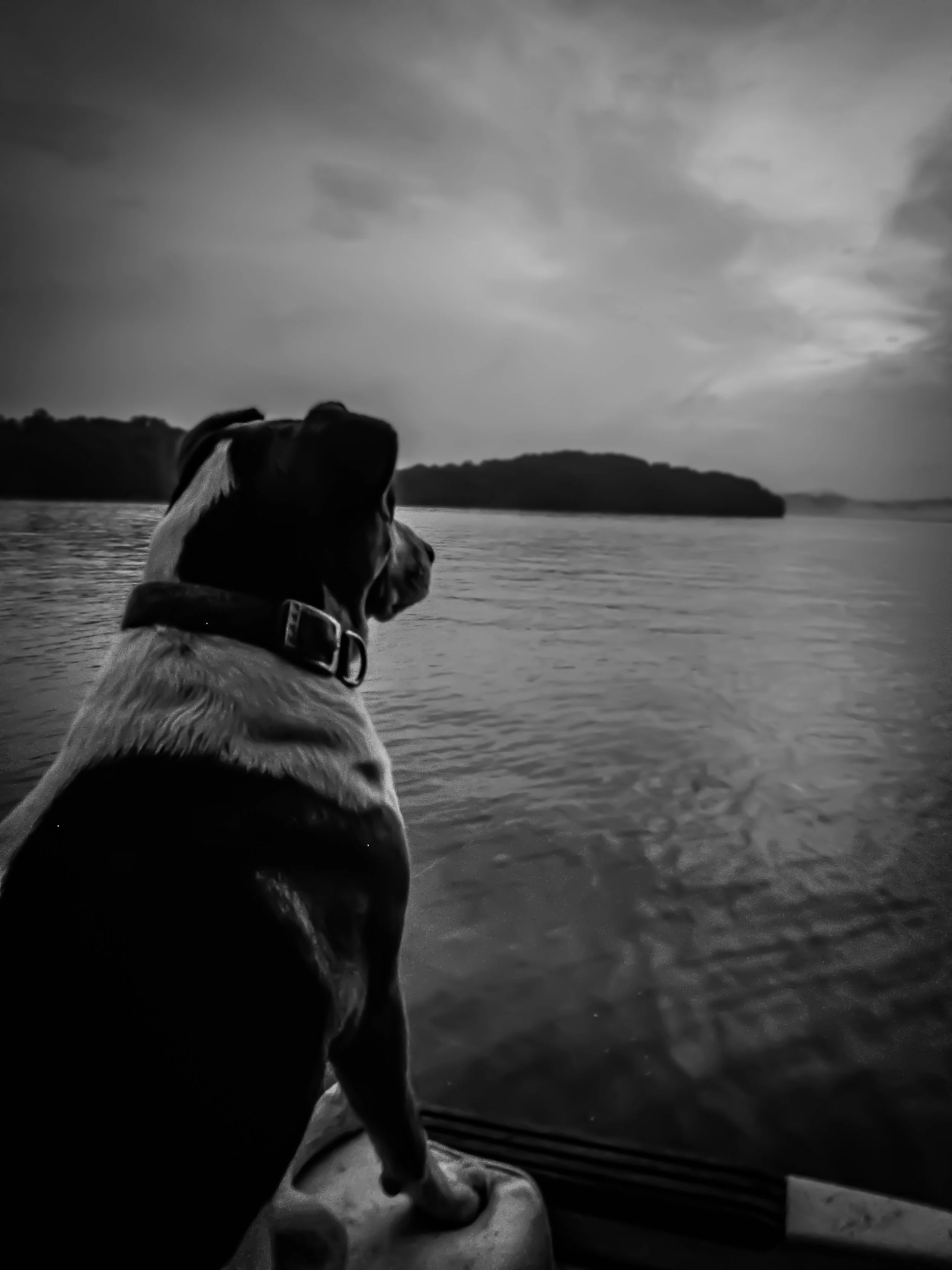 Pet Portraits