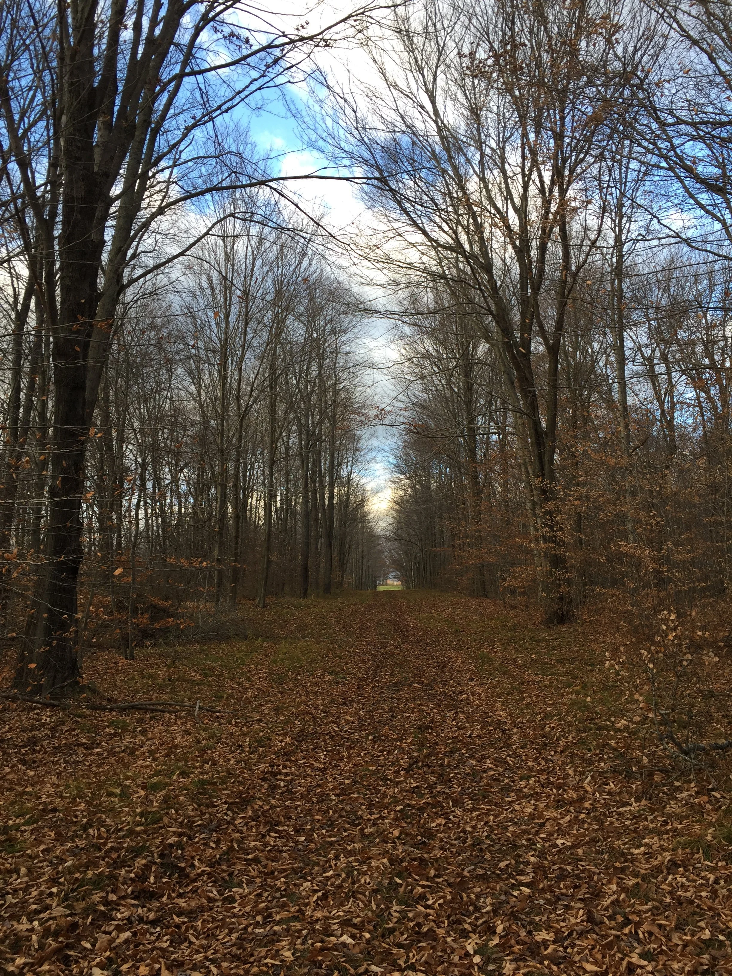 A dirt path covered with fallen autumn leaves, lined with tall, leafless trees on either side, leading into a distant, slightly open area with a hint of blue sky visible through the branches.