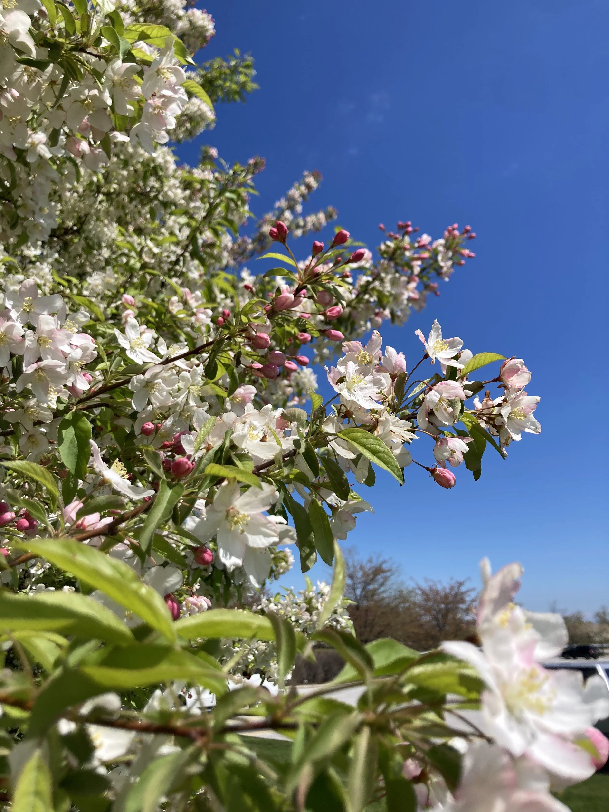 Blooming white and pink flowers on a bush against a bright blue sky.