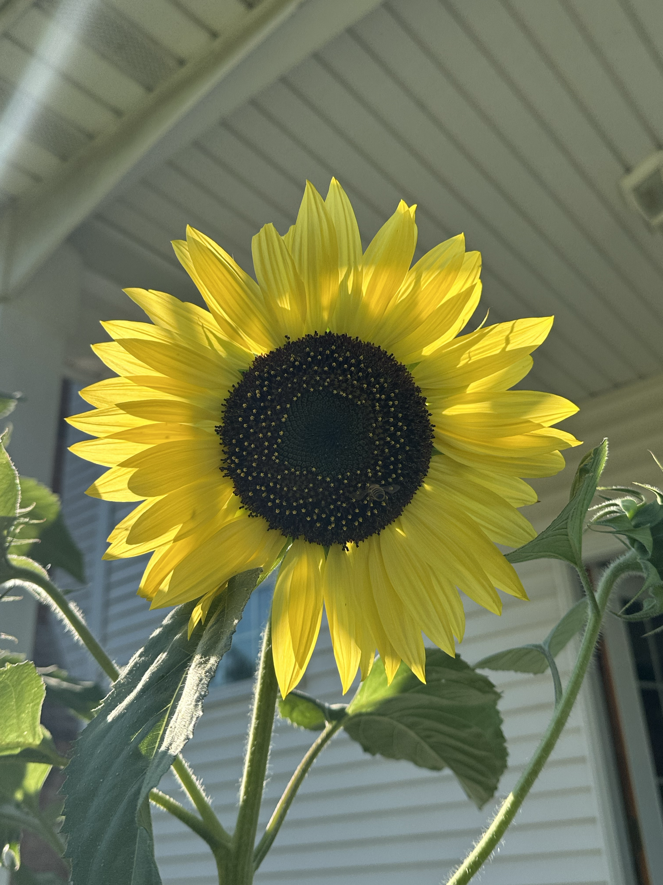 Lemon Queen Sunflower