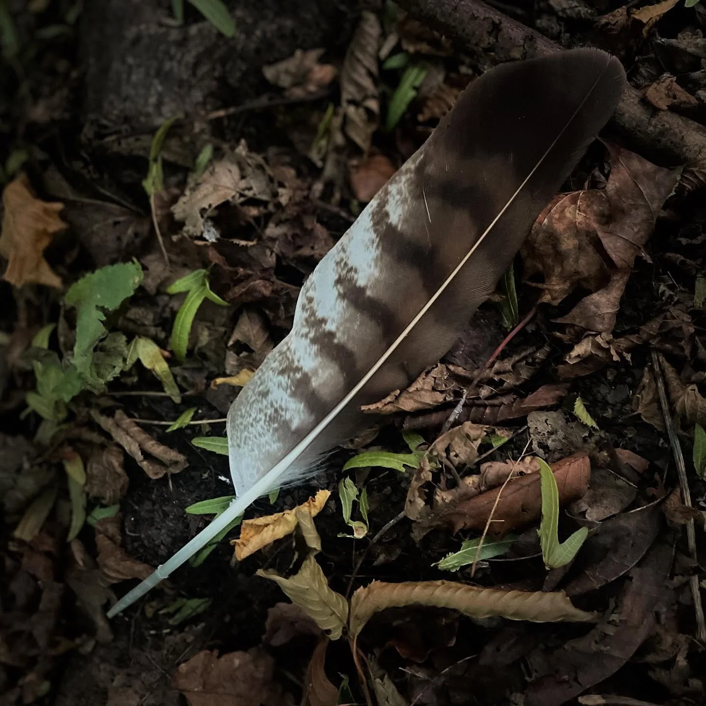 Morning walk through Queens Down Warren with Smokey Joe before the earth turns molten.

Found this beauty nestled in the leaf litter - initially my heart whispered *buzzard* but my field guide revealed the truth: hen pheasant. Interesting about this 