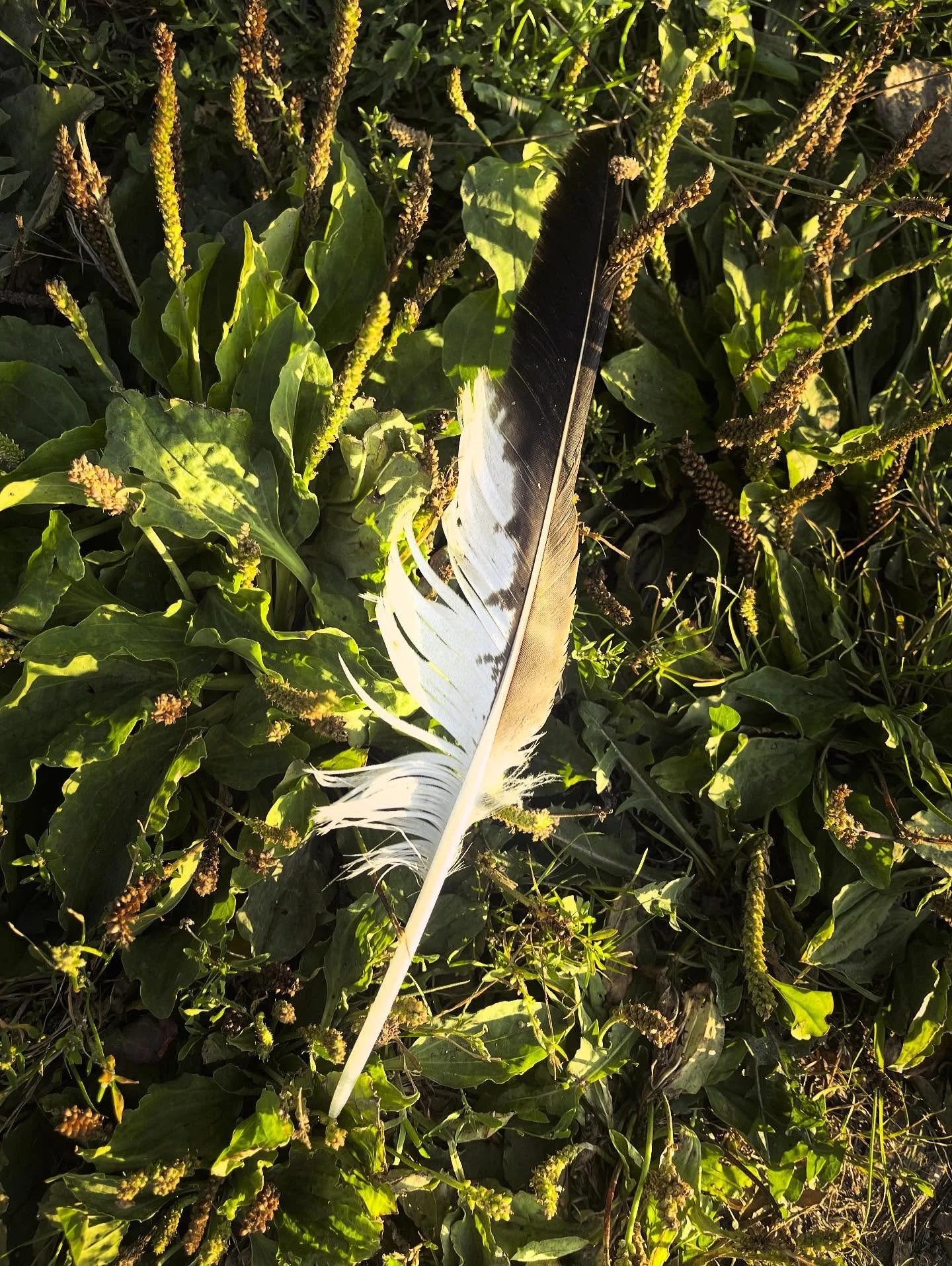 This evenings walk around the orchards with Smokey Joe before the light began to fade

Found myself cataloguing the biodiversity thriving in the farm&rsquo;s headlands (after @saratrillo&rsquo;s fabulous talk on her #folkestonetriennial works) - thym