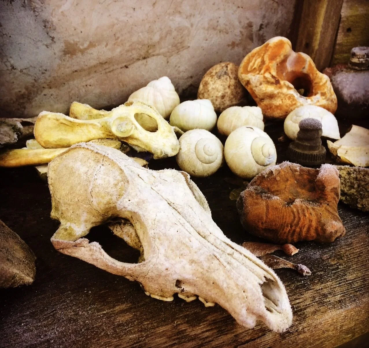 #stl25day6
@seam_collective 
Traditions

Morning walks - a family ritual. The outer wall on Dad&rsquo;s workshop had a shelf which held our daily finds: stones, shells, hagstones, curious fragments gathered on dawn wanderings. I carried this forward 