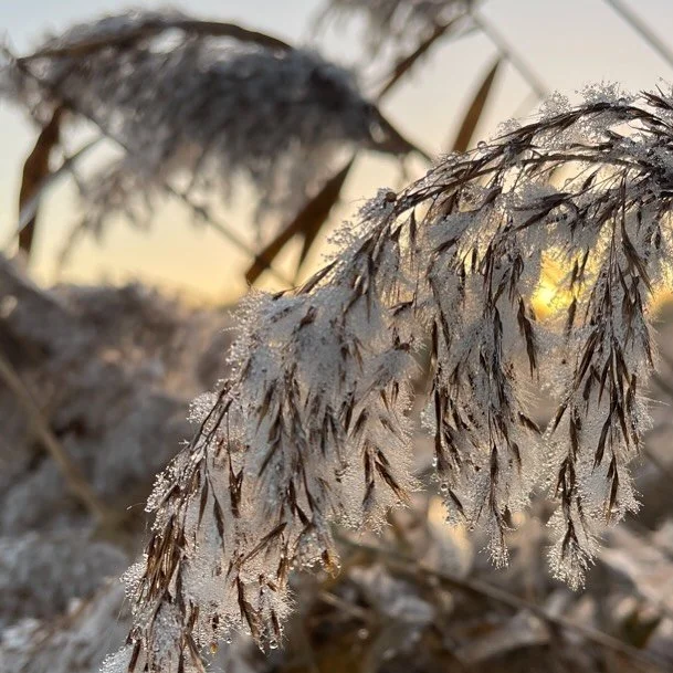 First frost at first light