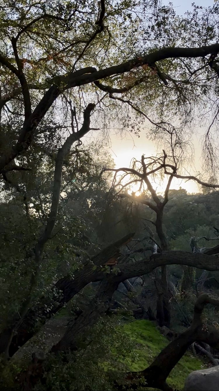 Sunlight filtering through a dense forest with tall trees.