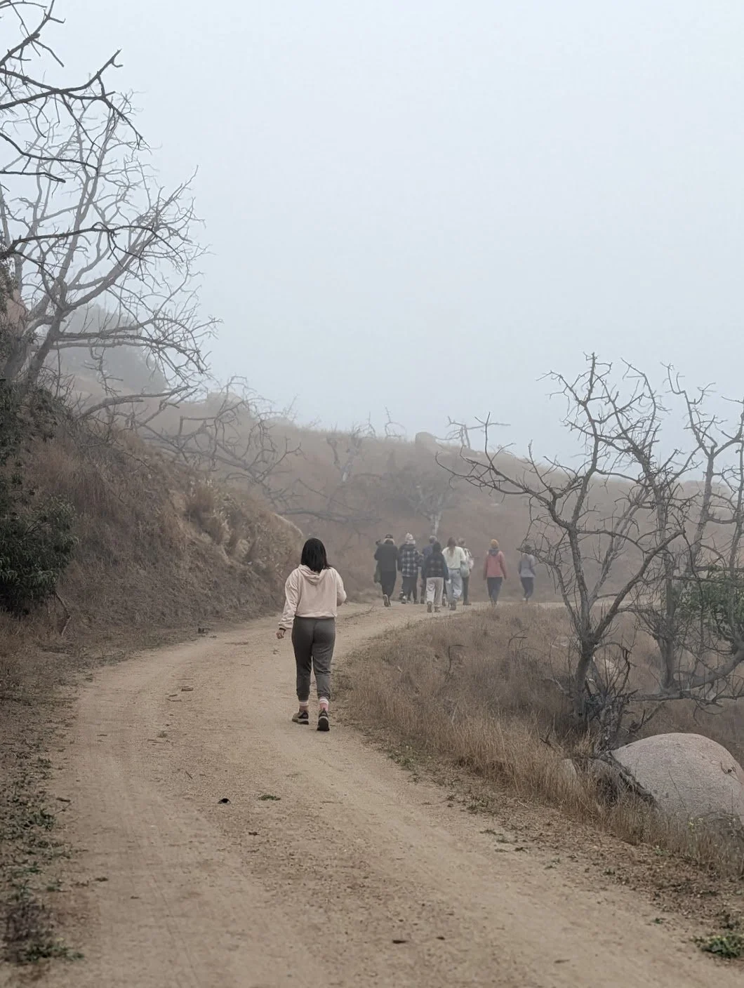 Max foggy walk.jpg