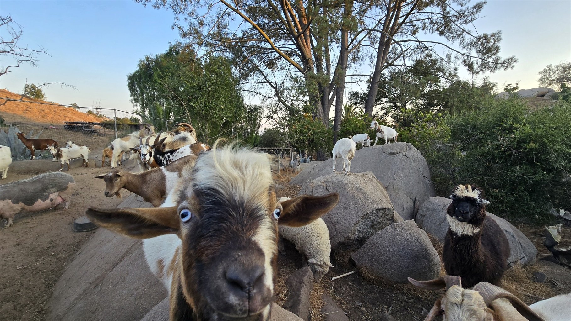 Goats and a llama in a rocky outdoor area.