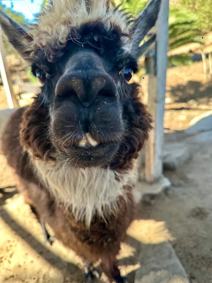 Close-up of a llama's face with fluffy fur and a curious expression.