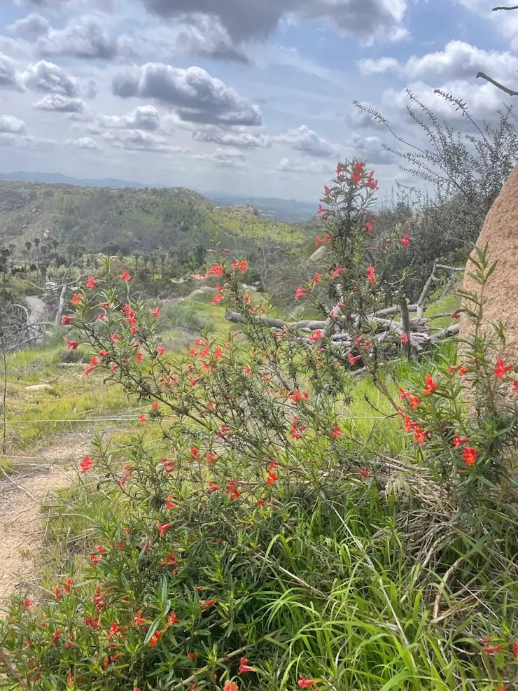 Scenic view of hilly landscape with green grass and red wildflowers, under a cloudy sky.