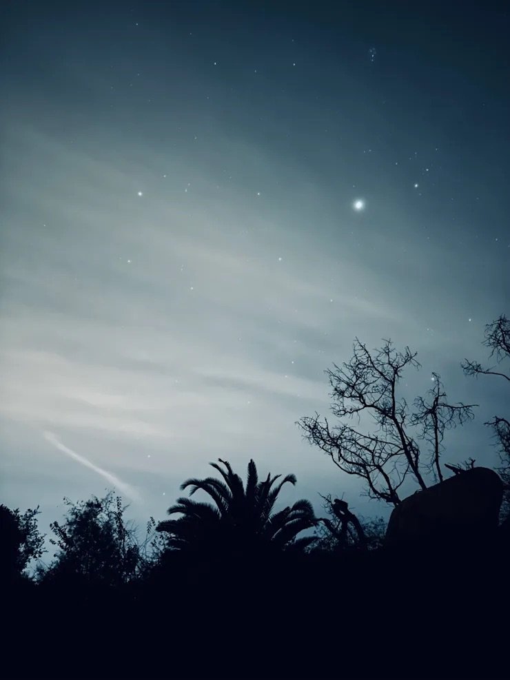 Night sky with stars and silhouettes of trees and palm leaves in the foreground.