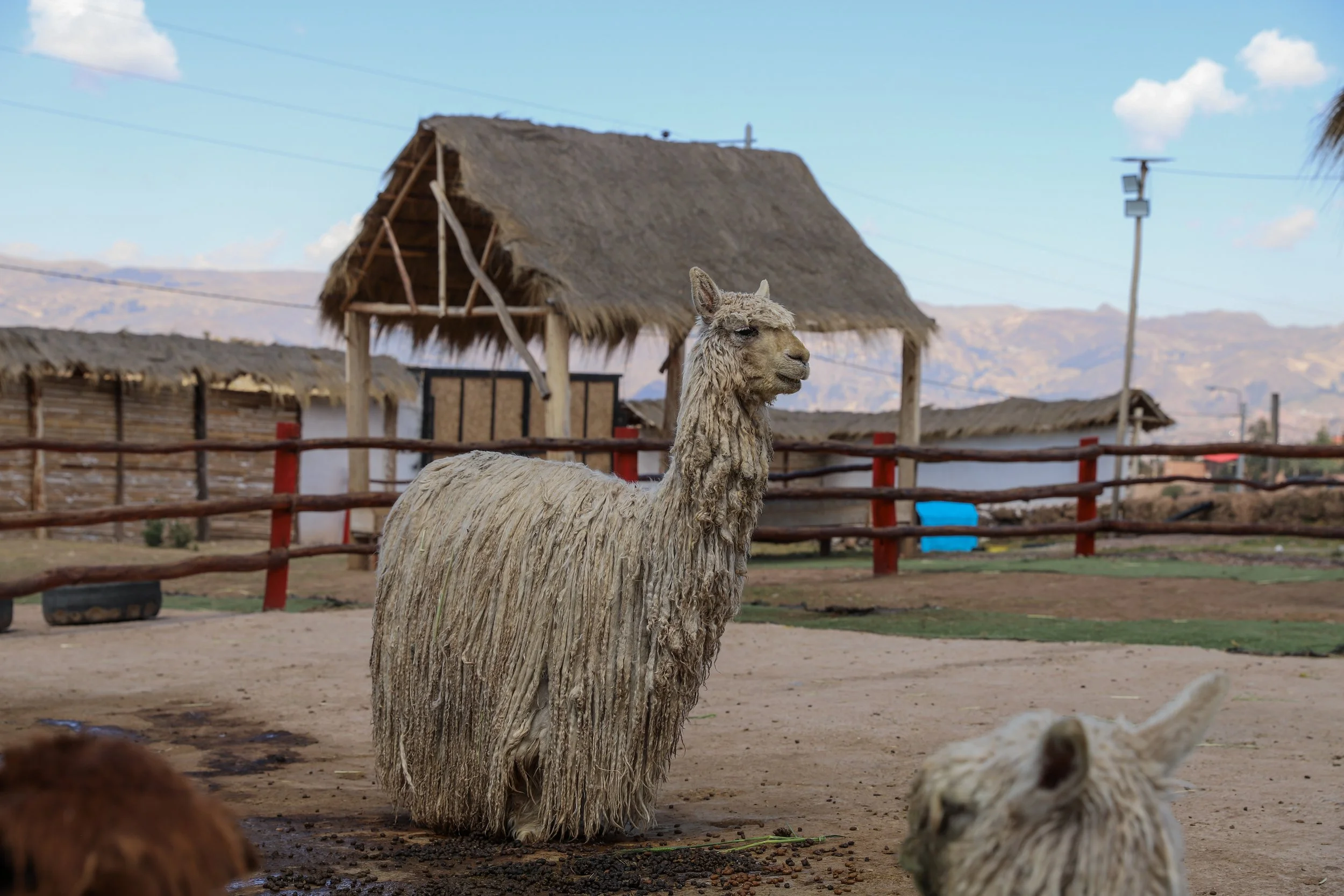 Cusco day 1 alpacas _51.JPG