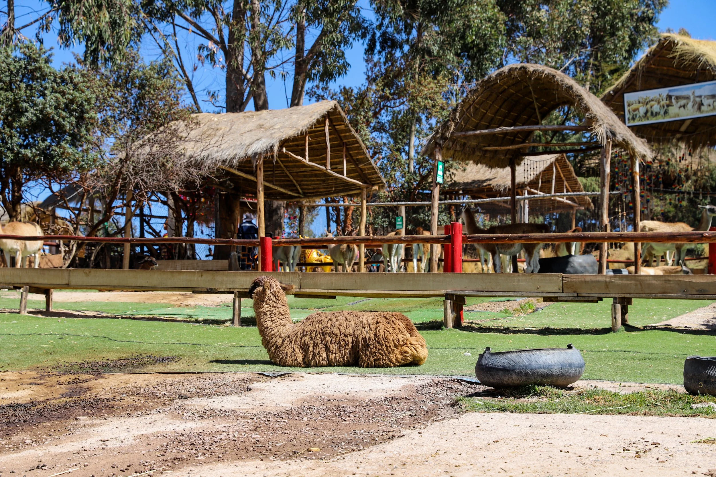 Cusco day 1 alpacas _8.JPG