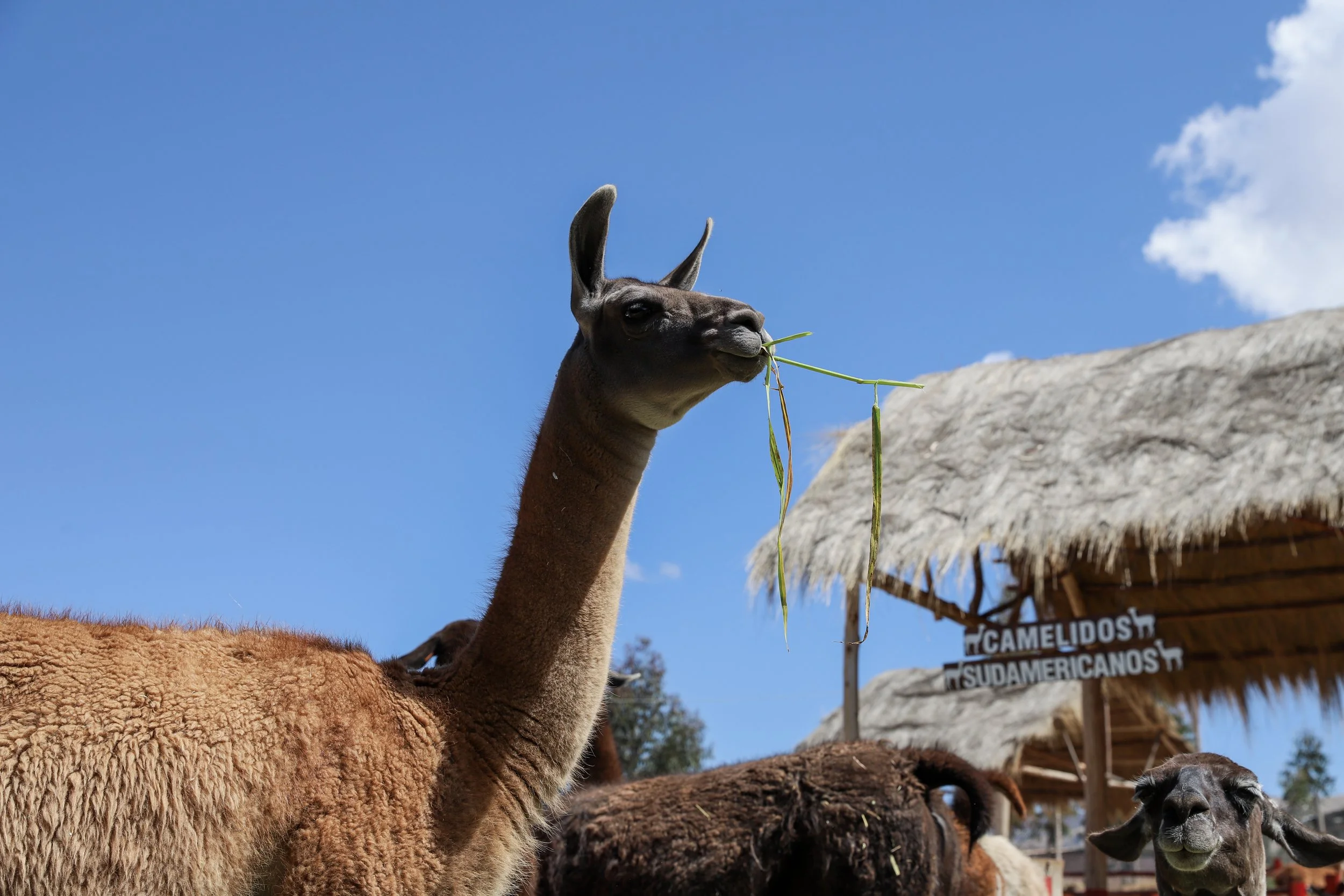 Cusco day 1 alpacas _32.JPG