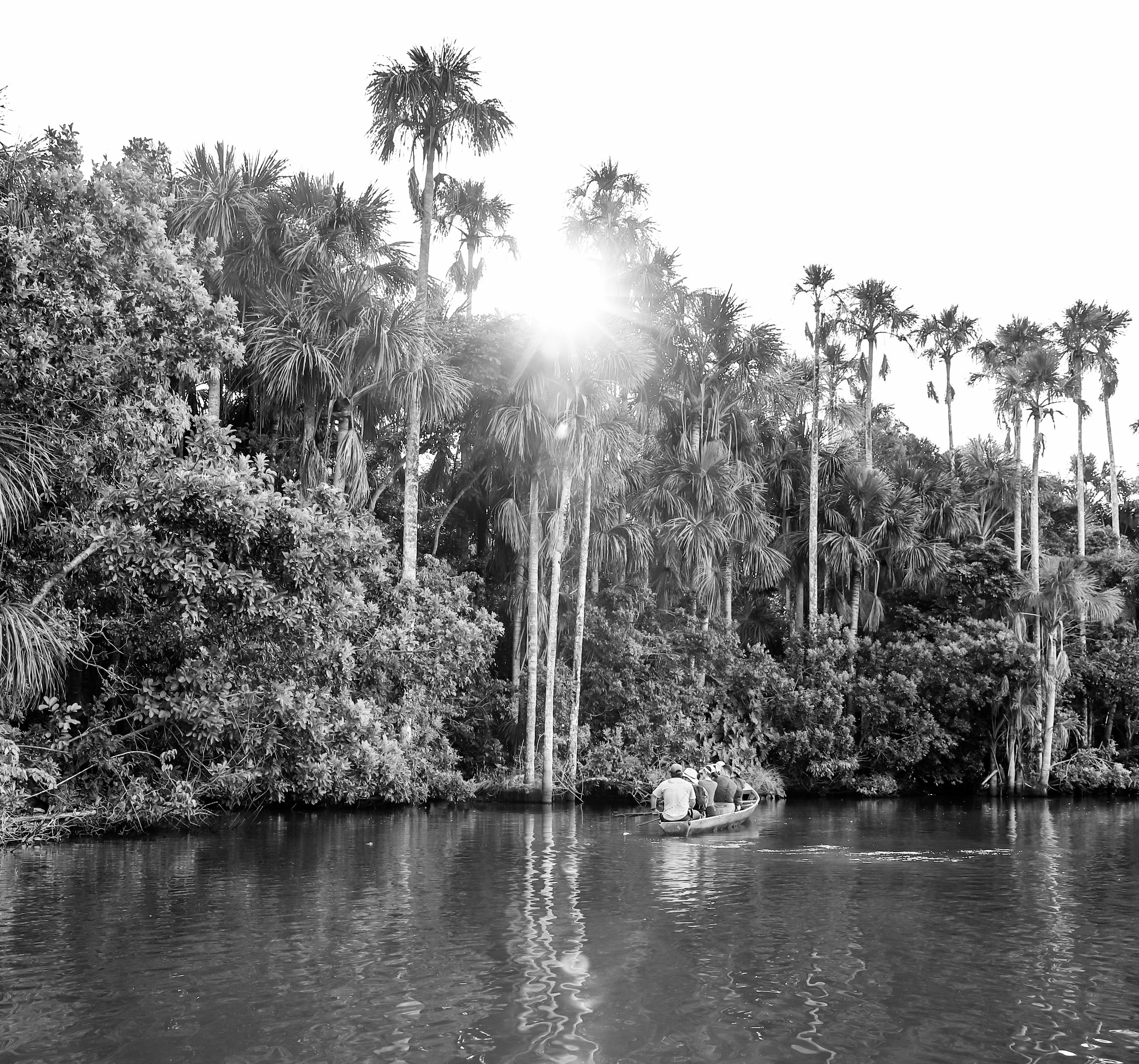 jungle I  edited _198.JPG