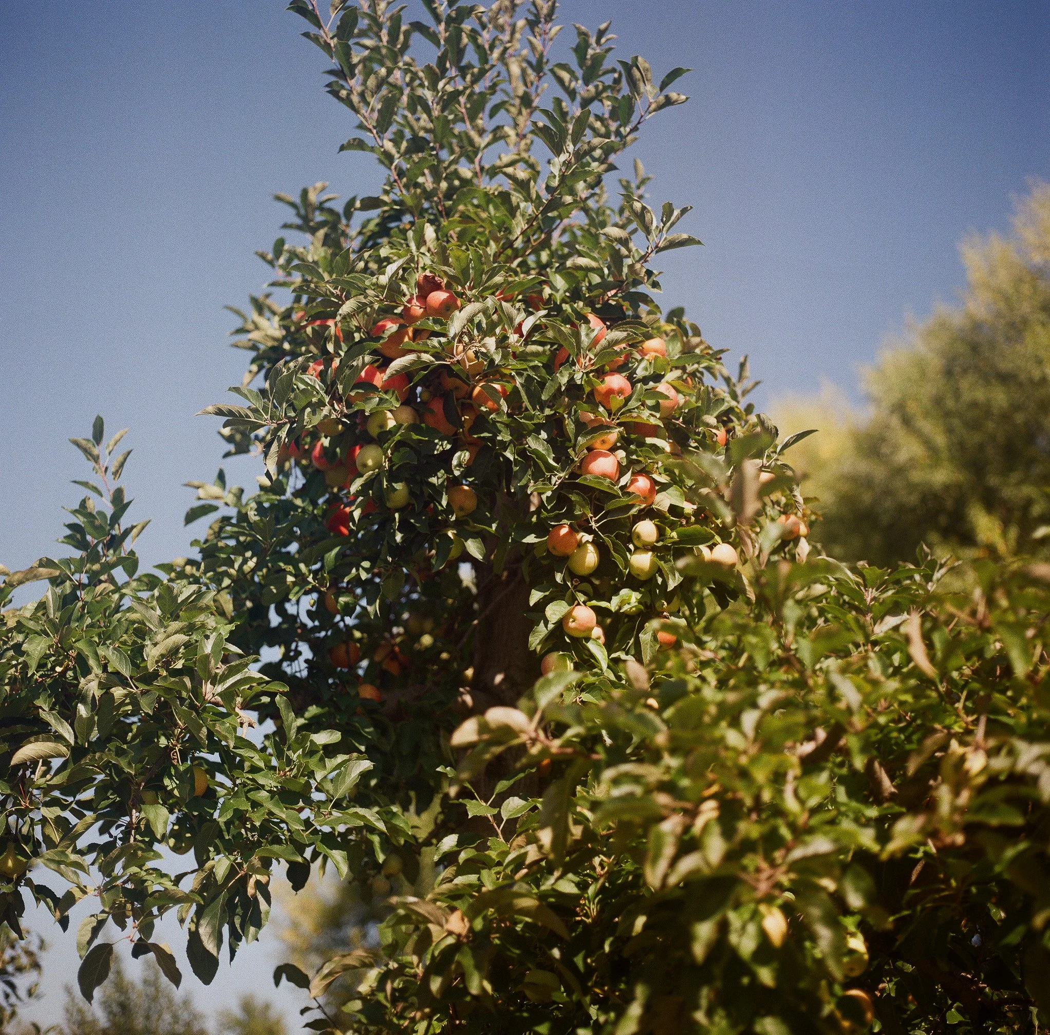ApplePicking1.jpg