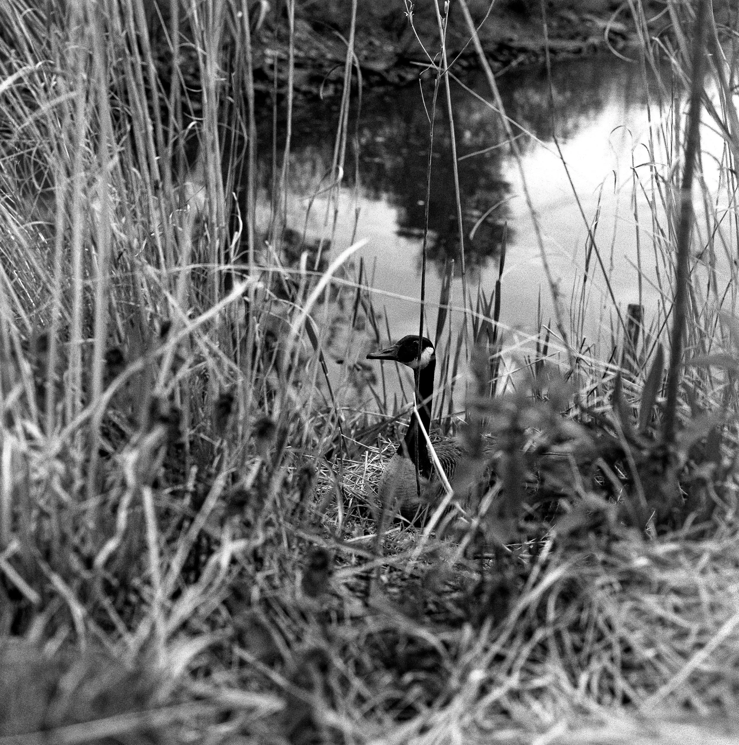 Tarrytown edited _2 copy.jpg